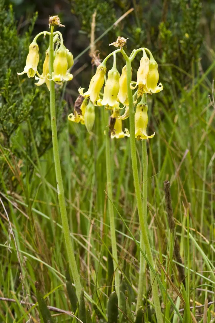 Flanagan's Cotyledon (Cotyledon Flanaganii) — reaching heights of up to 12 inches