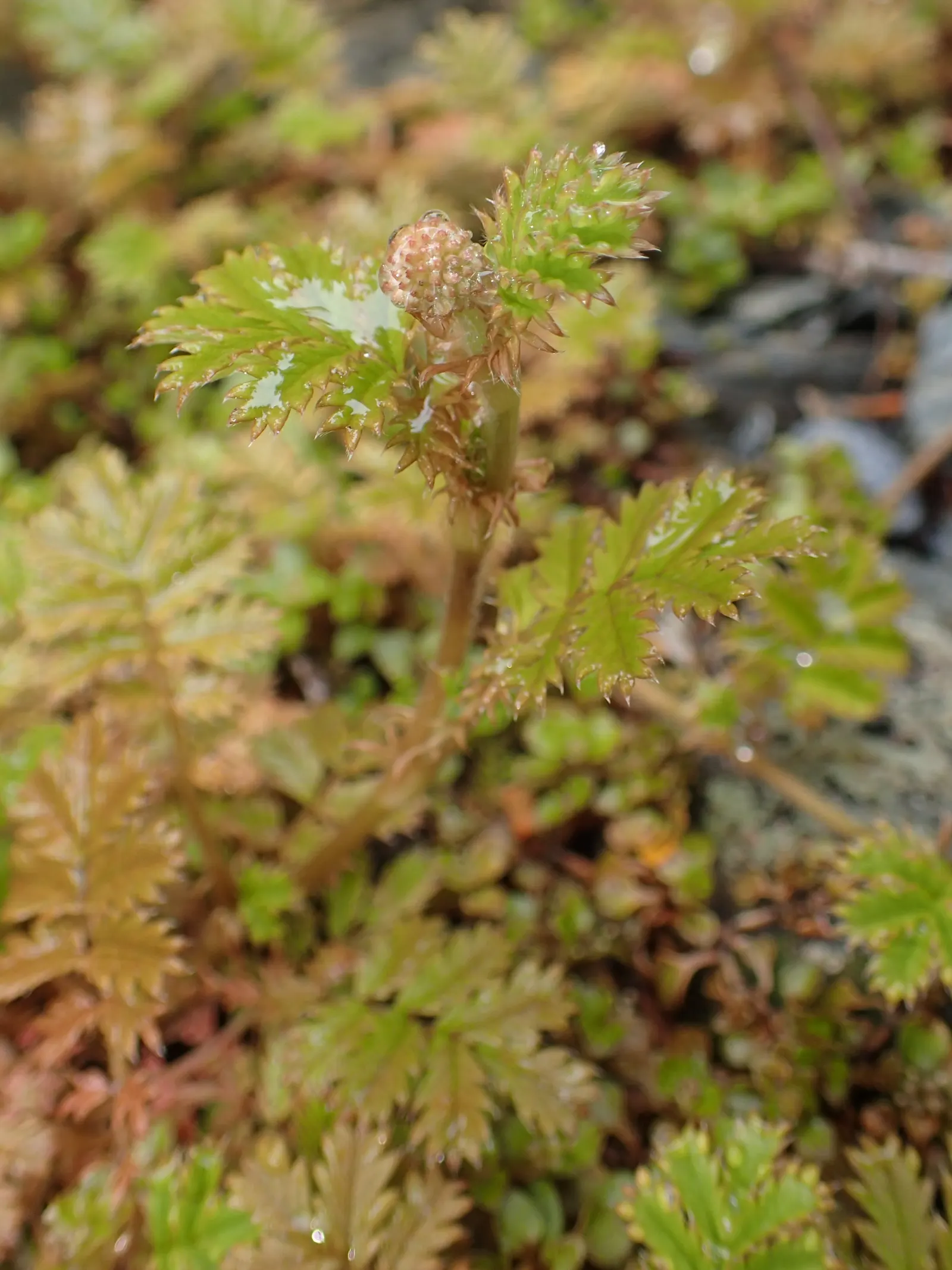New Zealand Burrs (Acaena Microphylla) — it's perfect as a 2-inch-high ground cover