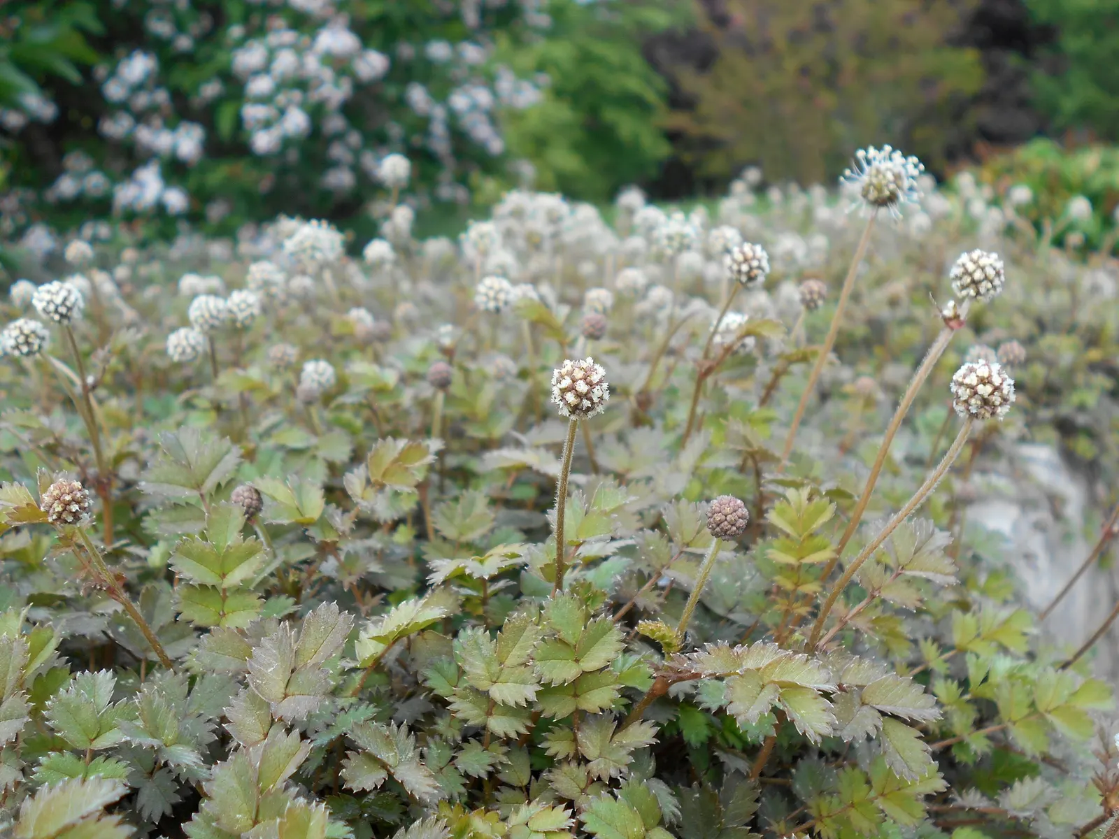 New Zealand Burrs (Acaena Microphylla) — This low-growing perennial is hardy in USDA zones 5 through 9; a standout ground cover in the world of landscaping