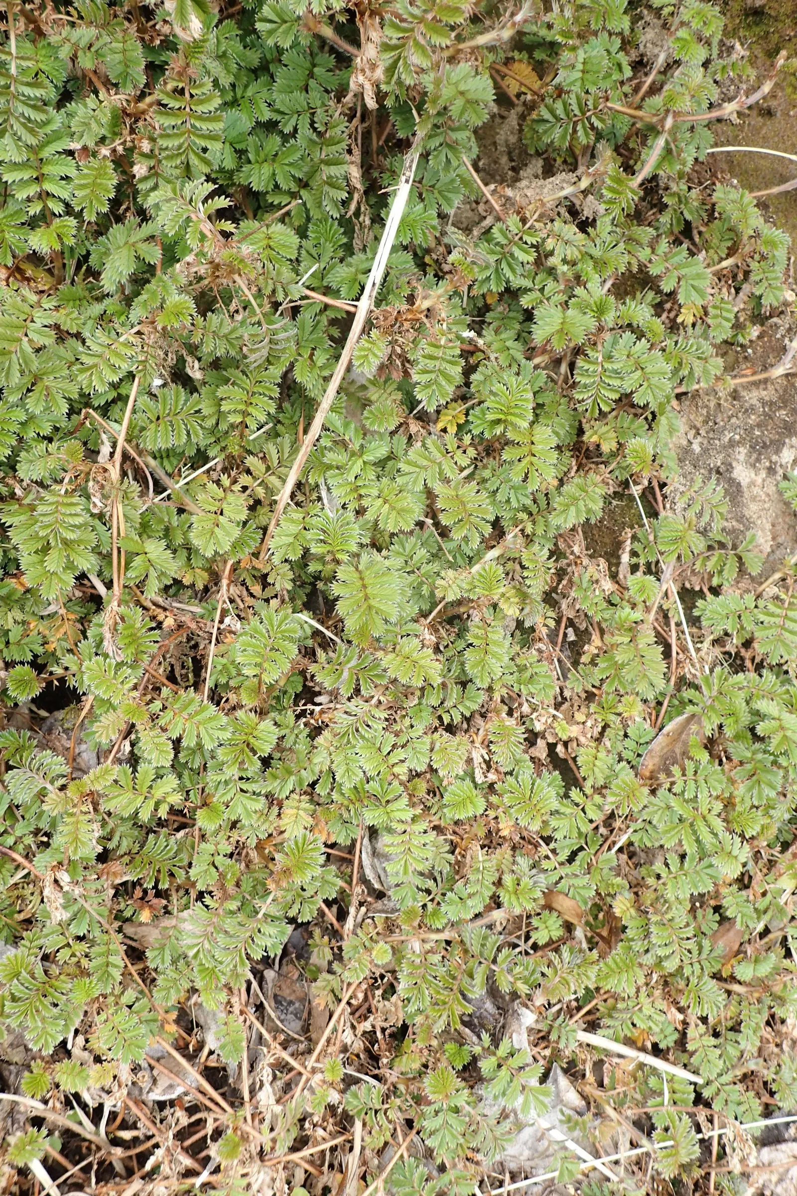 New Zealand Burrs (Acaena Microphylla) — Preferring well-drained soil and full sun to part shade
