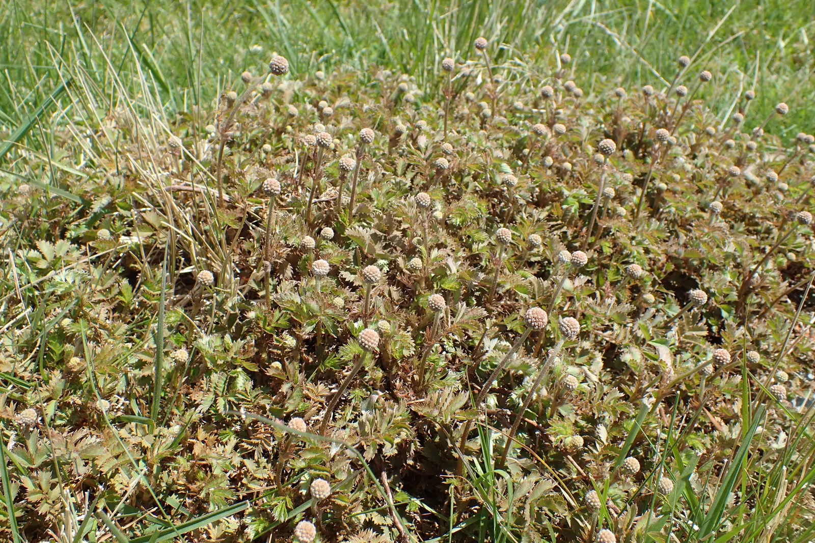 New Zealand Burrs (Acaena Microphylla) — New Zealand Burrs can serve as an appealing
