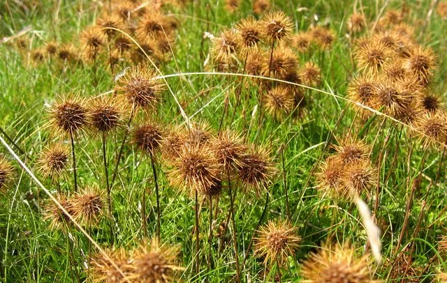 New Zealand Burrs (Acaena Microphylla) — spreading up to 18 inches; it is slightly drought tolerant