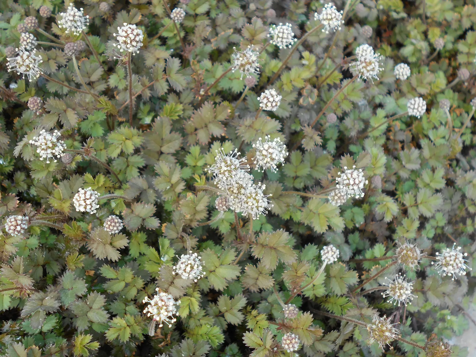 New Zealand Burrs (Acaena Microphylla) — Preferring well-drained soil and full sun to part shade; tiny, coppery burrs appear in summer, adding texture