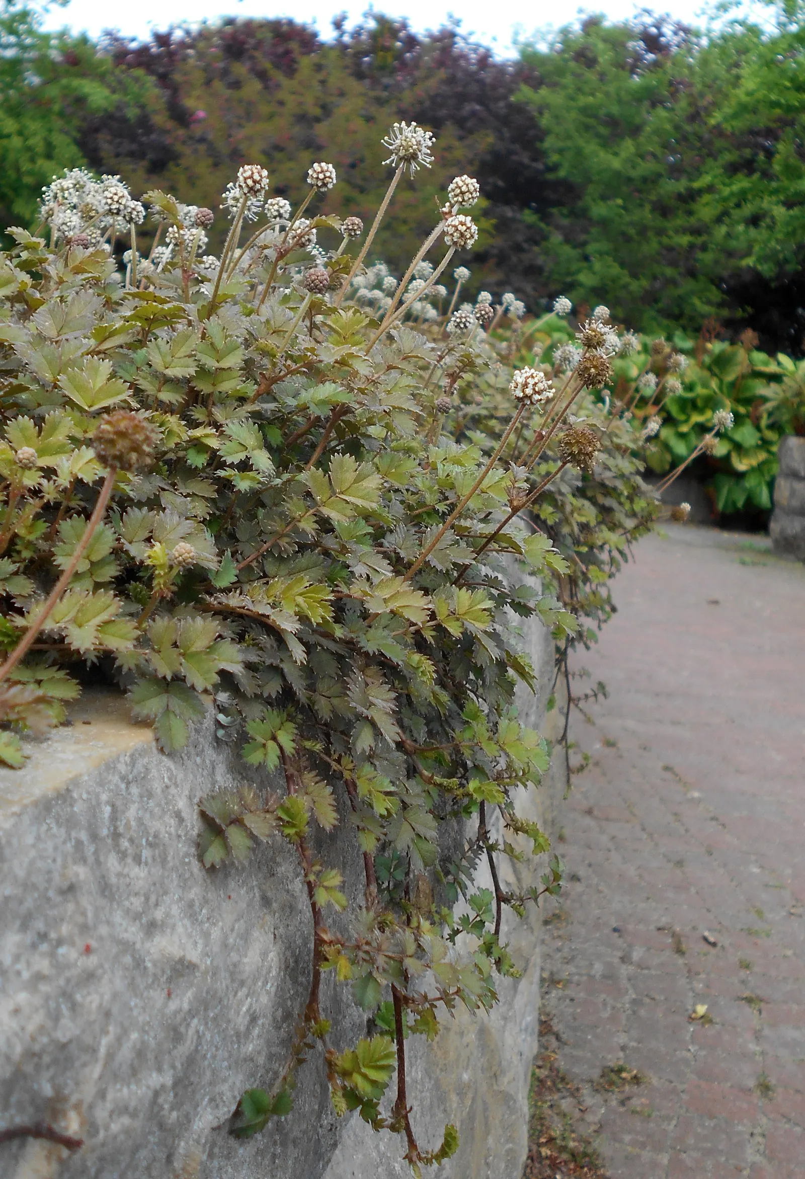New Zealand Burrs (Acaena Microphylla) — Acaena microphylla produces inconspicuous; maintenance is minimal, making it ideal for borders or rock gardens