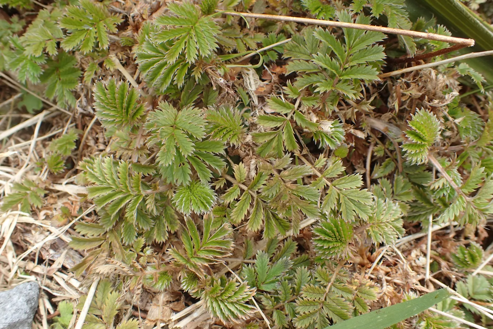 New Zealand Burrs (Acaena Microphylla) — commonly referred to as New Zealand Burrs or Bidibid