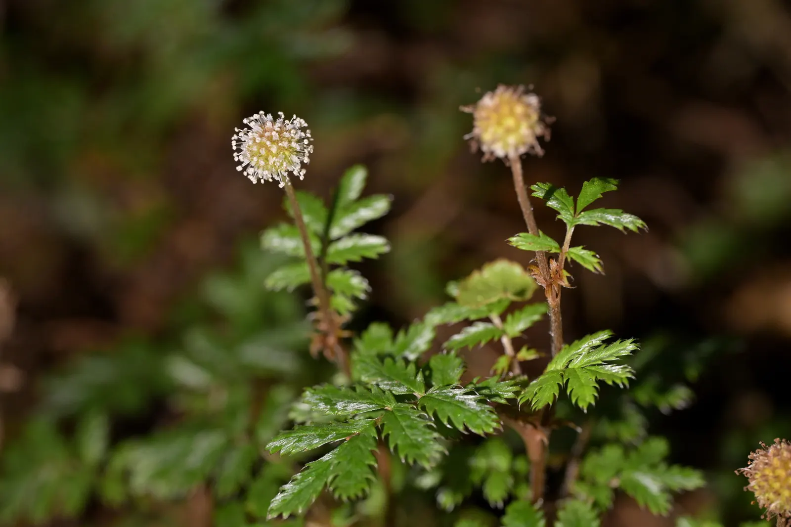 New Zealand Burrs (Acaena Microphylla) — Acaena microphylla produces inconspicuous