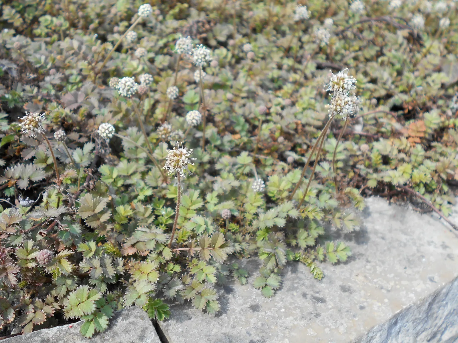 New Zealand Burrs (Acaena Microphylla) — Additionally, it's relatively low maintenance, although occasional trimming may encourage a tidier appearance; ground