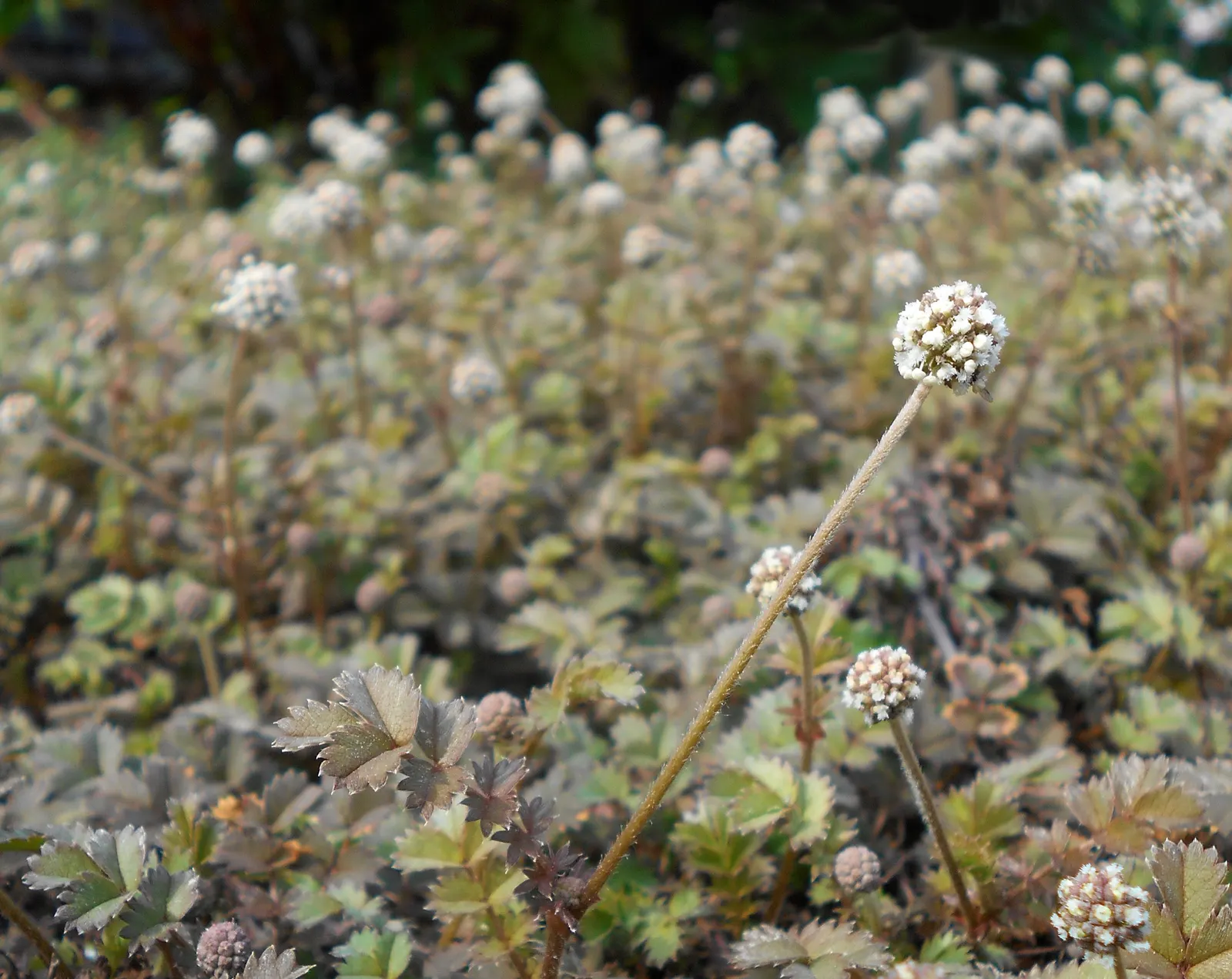 New Zealand Burrs (Acaena Microphylla) — thriving in full sun to partial shade.<br><br>New Zealand Burrs present with fine