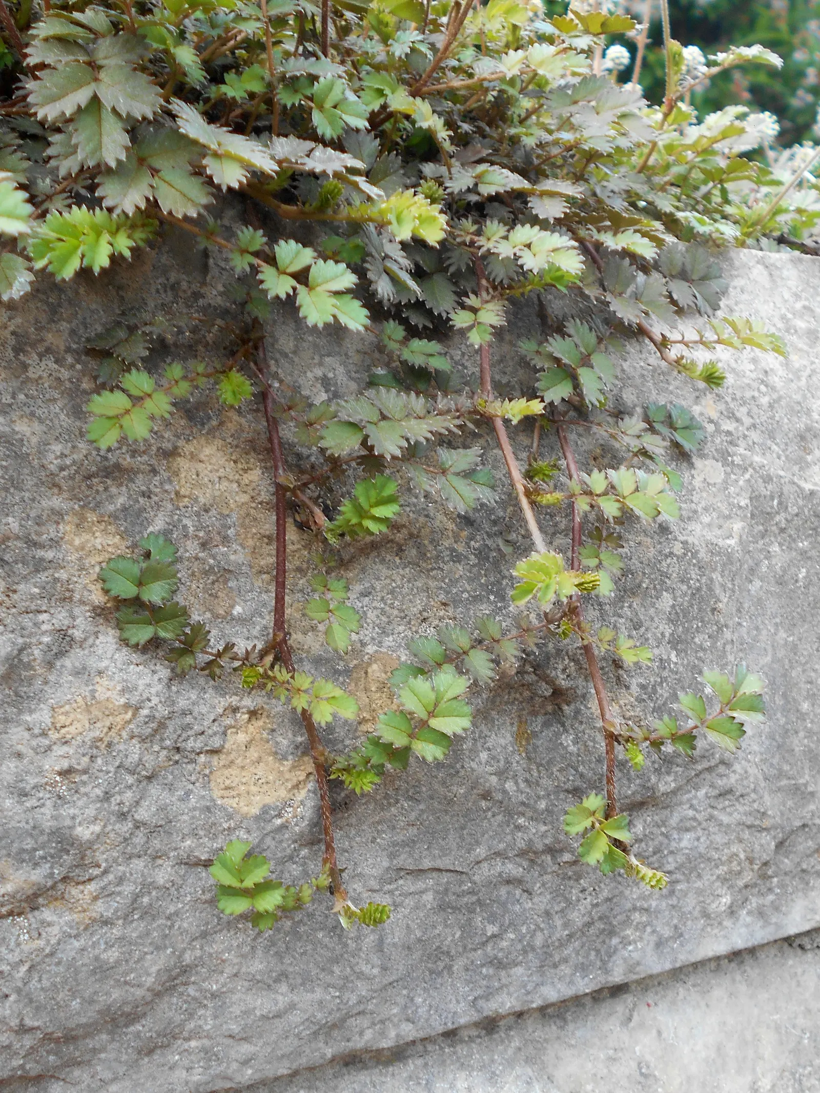 New Zealand Burrs (Acaena Microphylla) — With leaves spanning roughly 2-4 inches, it thrives in USDA zones 6-9; this low-growing perennial is hardy in USDA