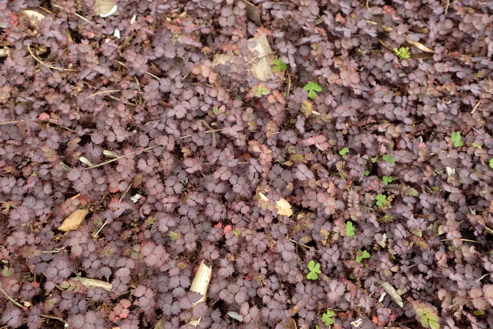 New Zealand Burrs (Acaena Microphylla) — New Zealand Burrs can serve as an appealing; their leaves are small and pinnate