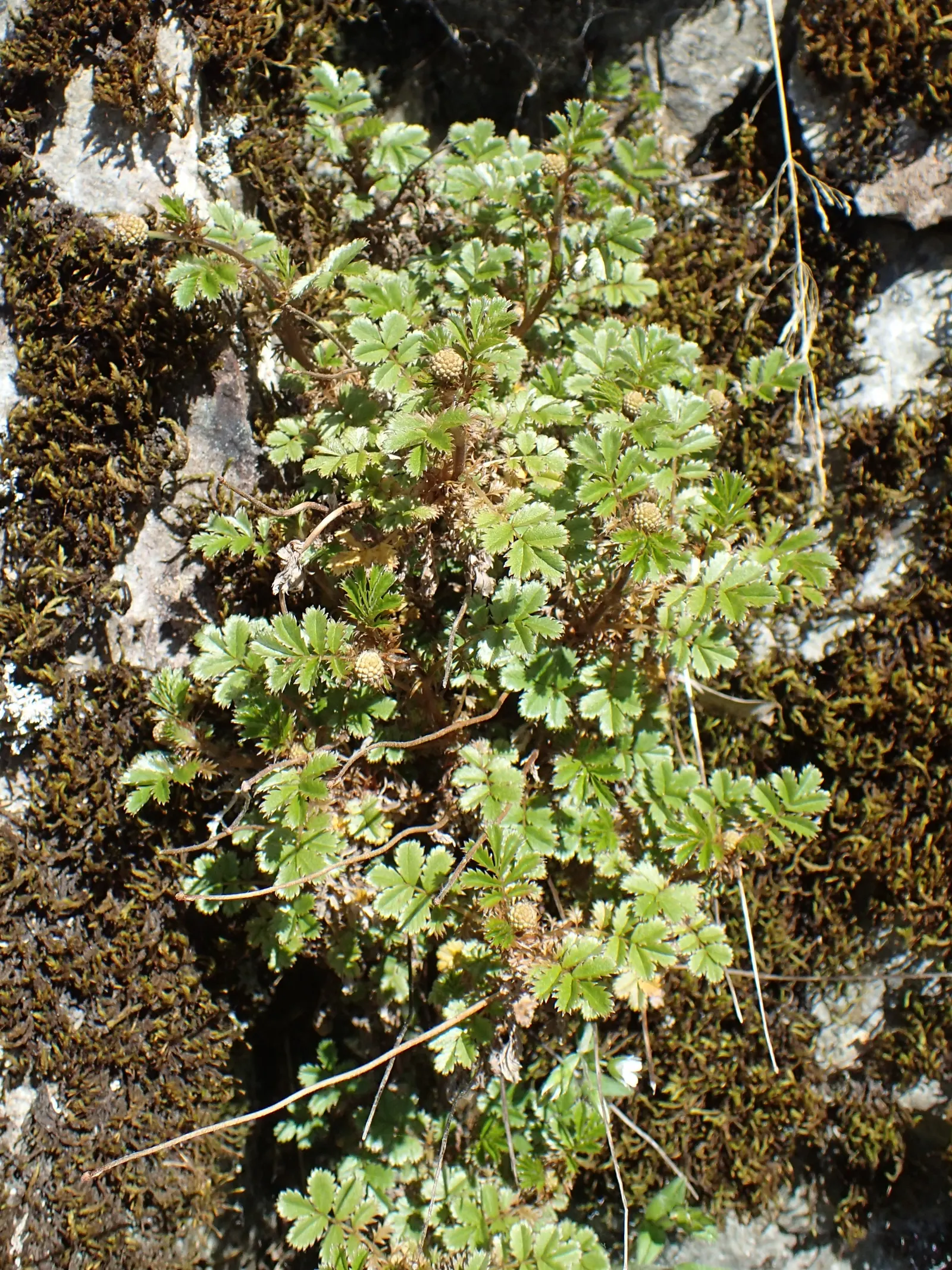 New Zealand Burrs (Acaena Microphylla) — Maintenance is minimal, making it ideal for borders or rock gardens