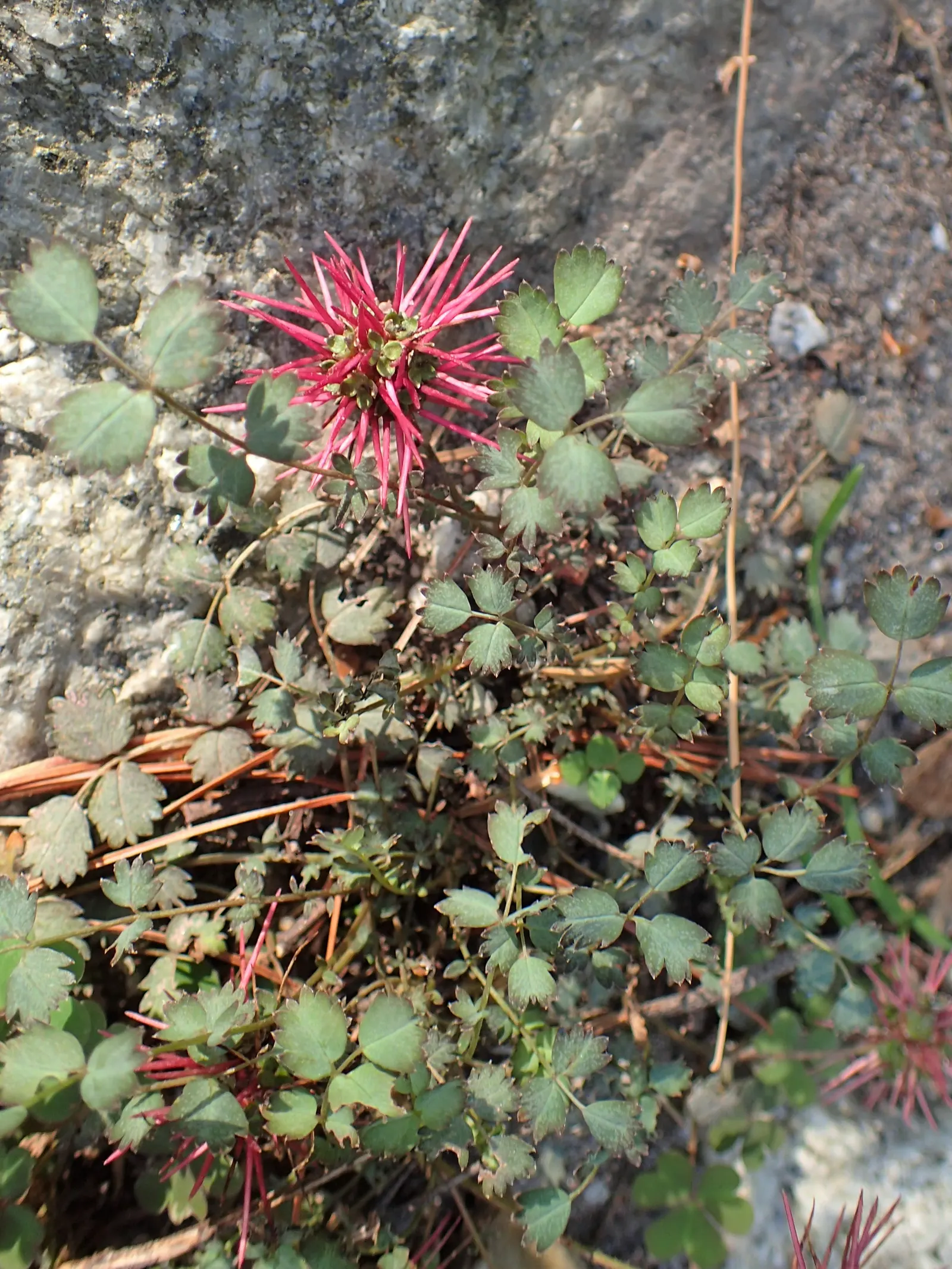 New Zealand Burrs (Acaena Microphylla) — reddish-green flowers which give way to the plant's most visually striking feature - its burr-like seed heads