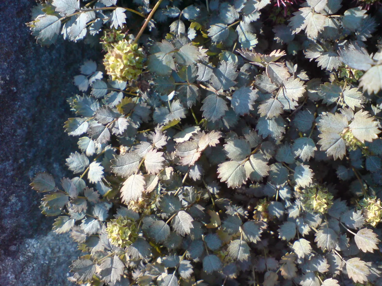 New Zealand Burrs (Acaena Microphylla) — With leaves spanning roughly 2-4 inches, it thrives in USDA zones 6-9