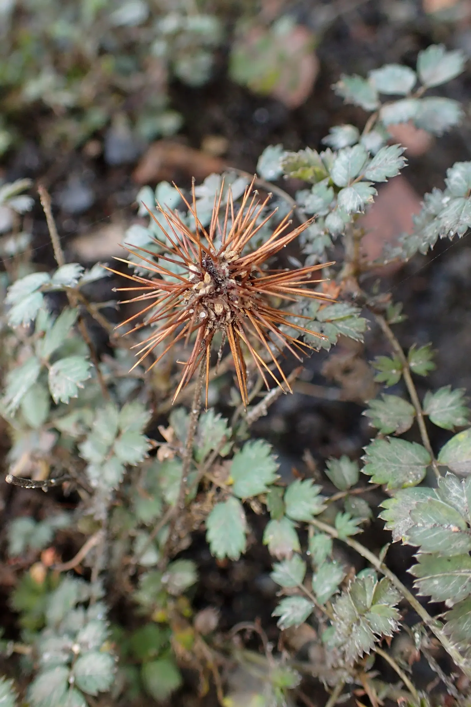 New Zealand Burrs (Acaena Microphylla) — It is slightly drought tolerant