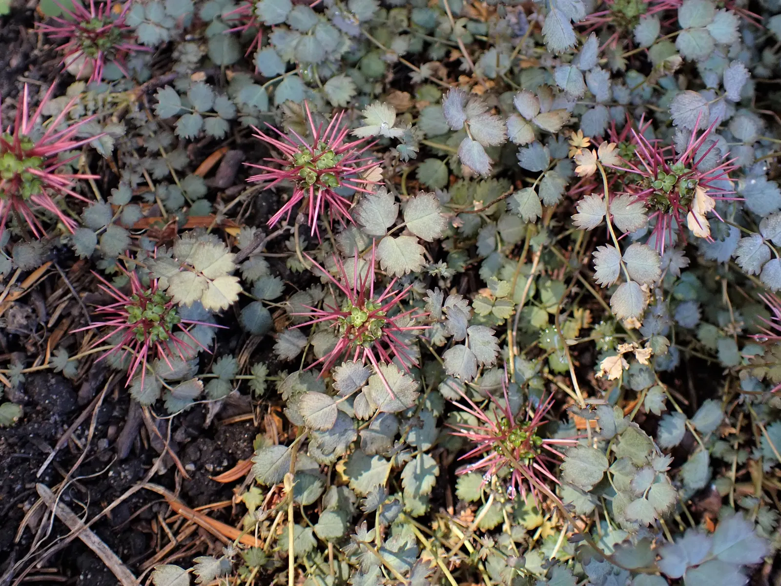 New Zealand Burrs (Acaena Microphylla) — A standout ground cover in the world of landscaping