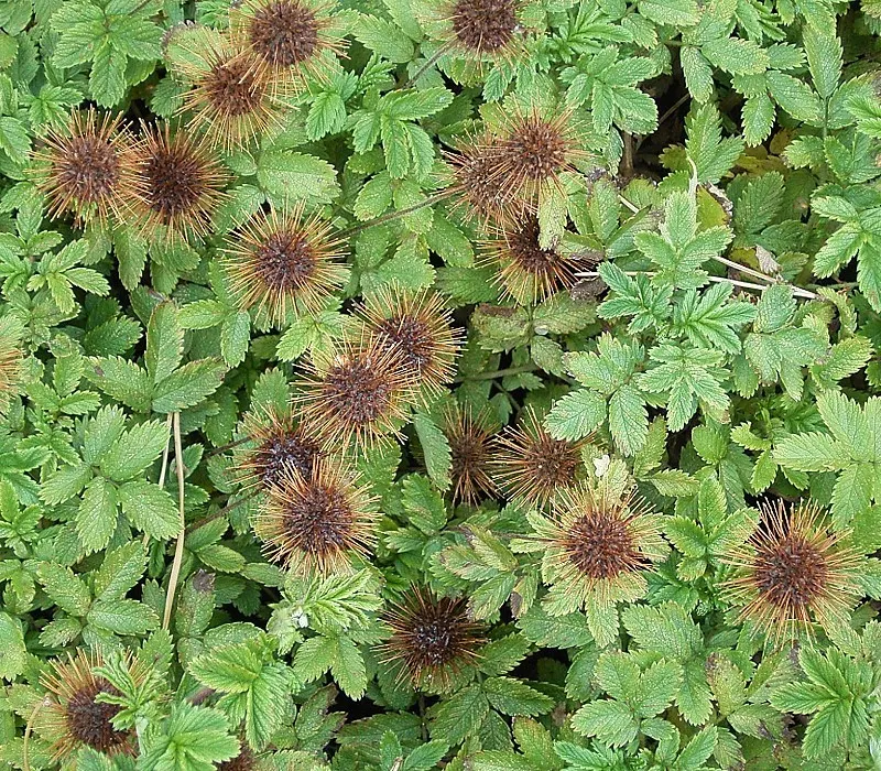New Zealand Burrs (Acaena Microphylla) — thriving in full sun to partial shade.<br><br>New Zealand Burrs present with fine; reddish-green flowers which give
