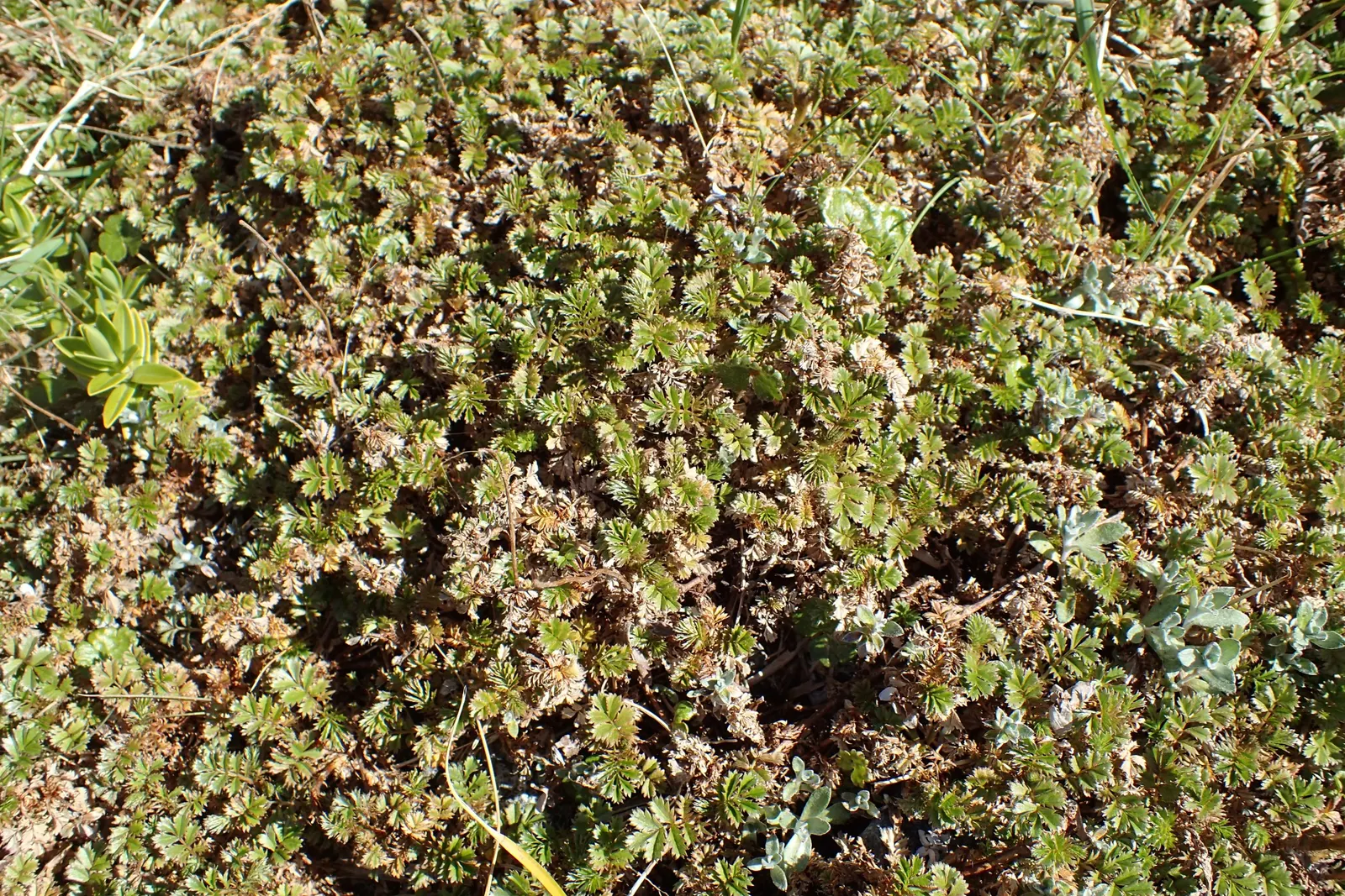 New Zealand Burrs (Acaena Microphylla) — is a distinctive choice for adding texture and a dash of color to garden designs
