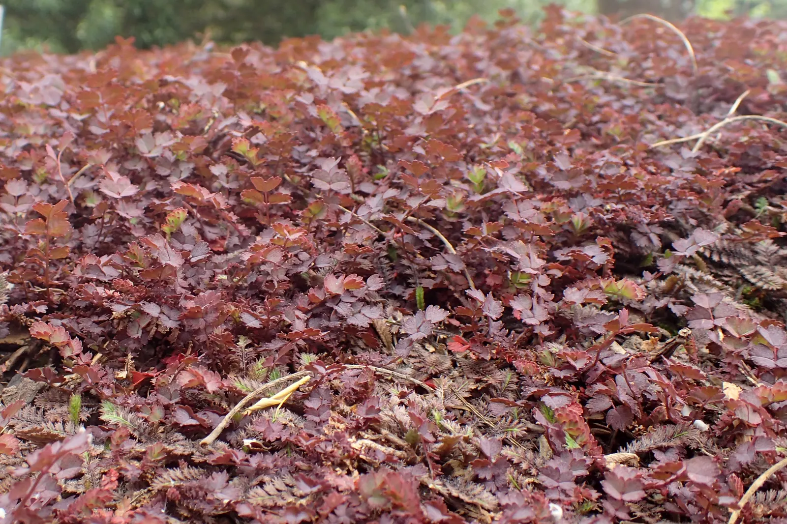 New Zealand Burrs (Acaena Microphylla) — Their leaves are small and pinnate; ground cover for full