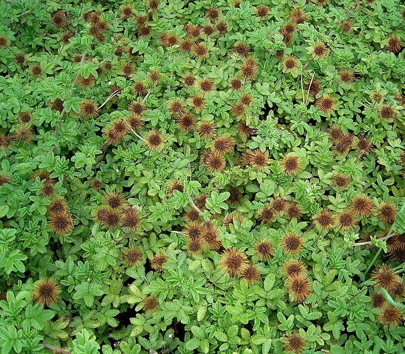 New Zealand Burrs (Acaena Microphylla) — Their leaves are small and pinnate