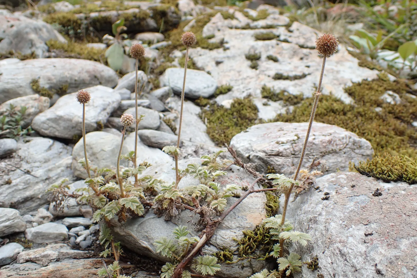 New Zealand Burrs (Acaena Microphylla) — commonly called New Zealand Burrs; preferring well-drained soil and full sun to part shade
