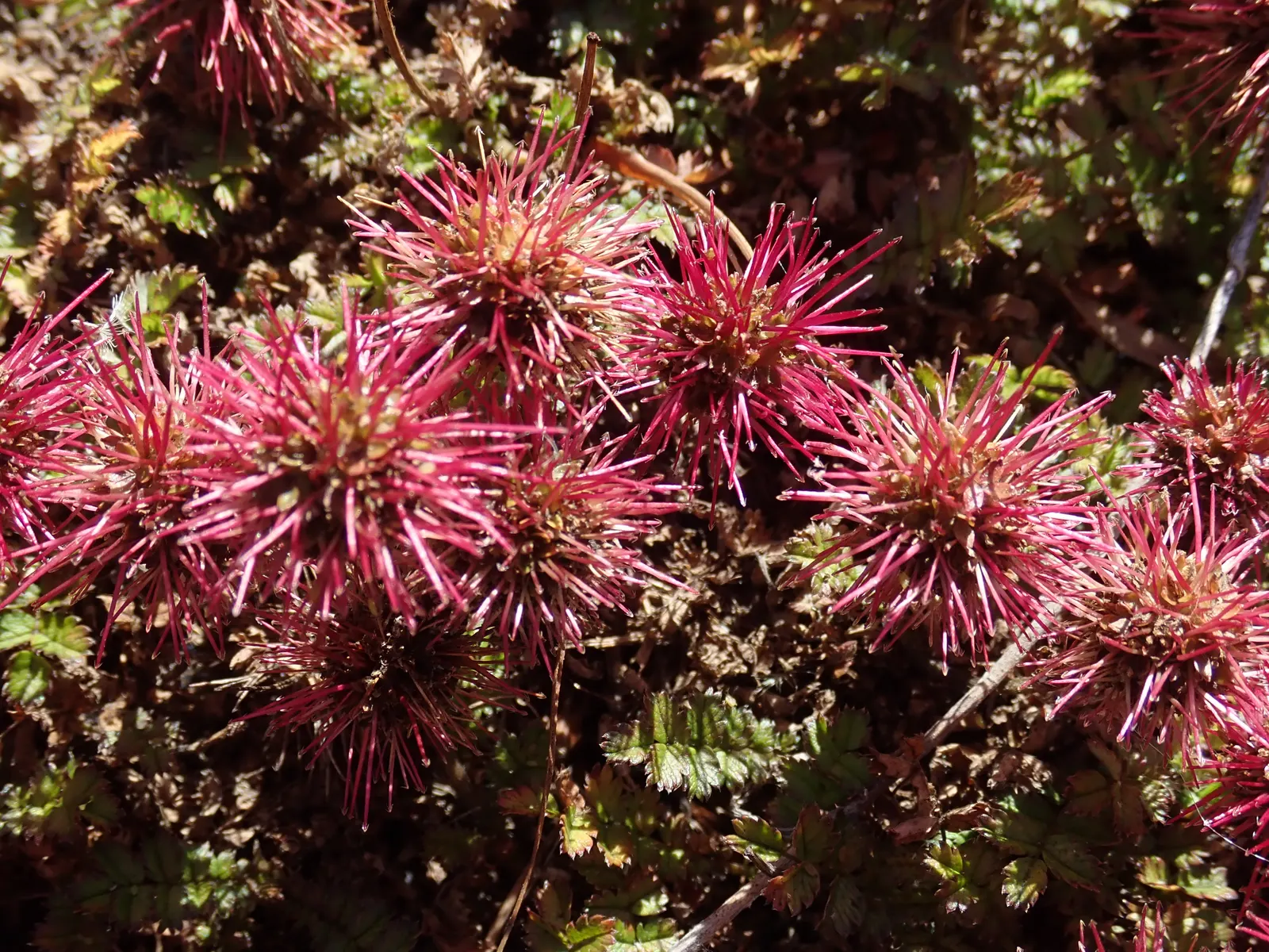 New Zealand Burrs (Acaena Microphylla) — This low-growing perennial is hardy in USDA zones 5 through 9