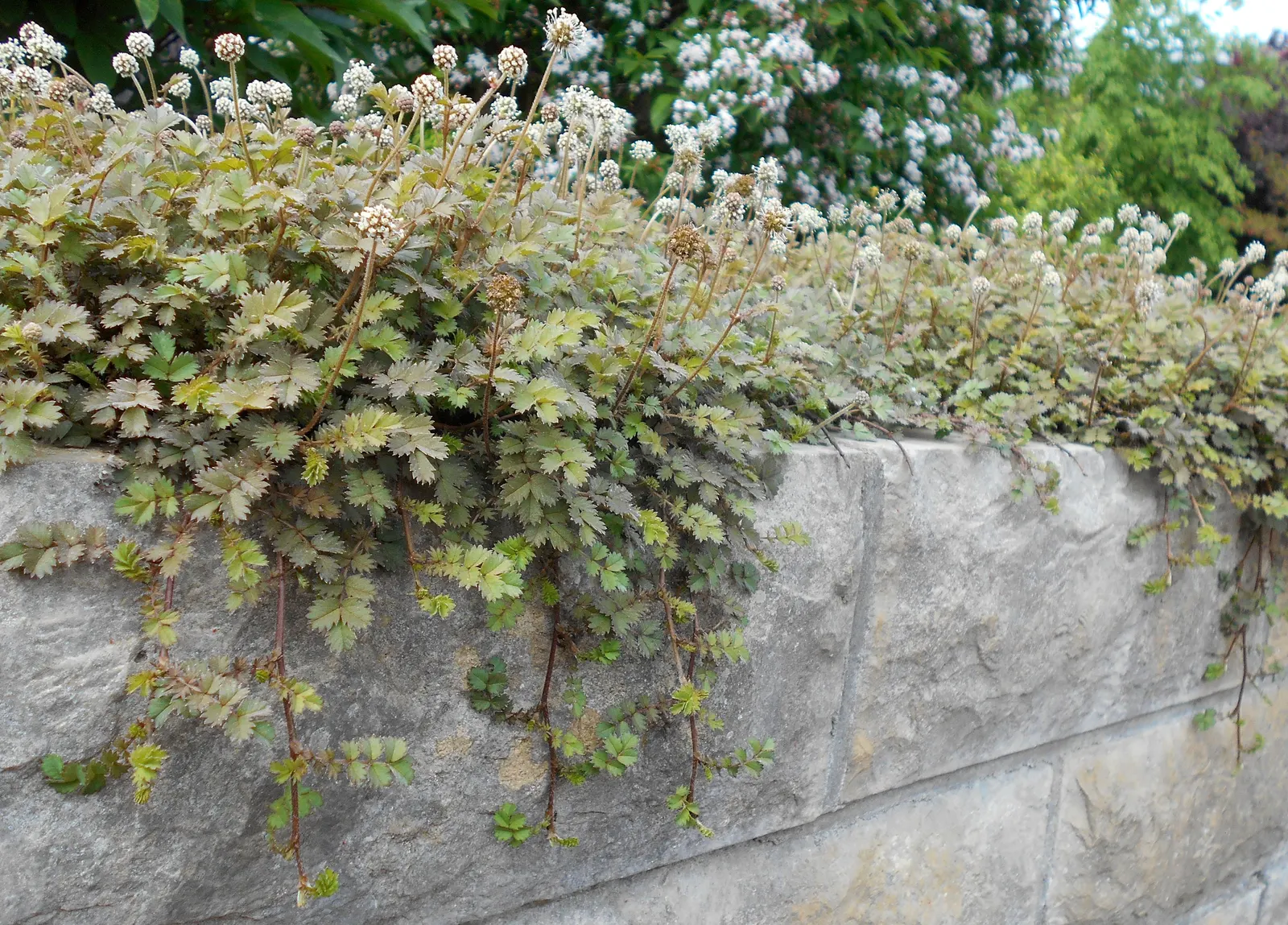 New Zealand Burrs (Acaena Microphylla) — it's perfect as a 2-inch-high ground cover; is a distinctive choice for adding texture and a dash of color to garden