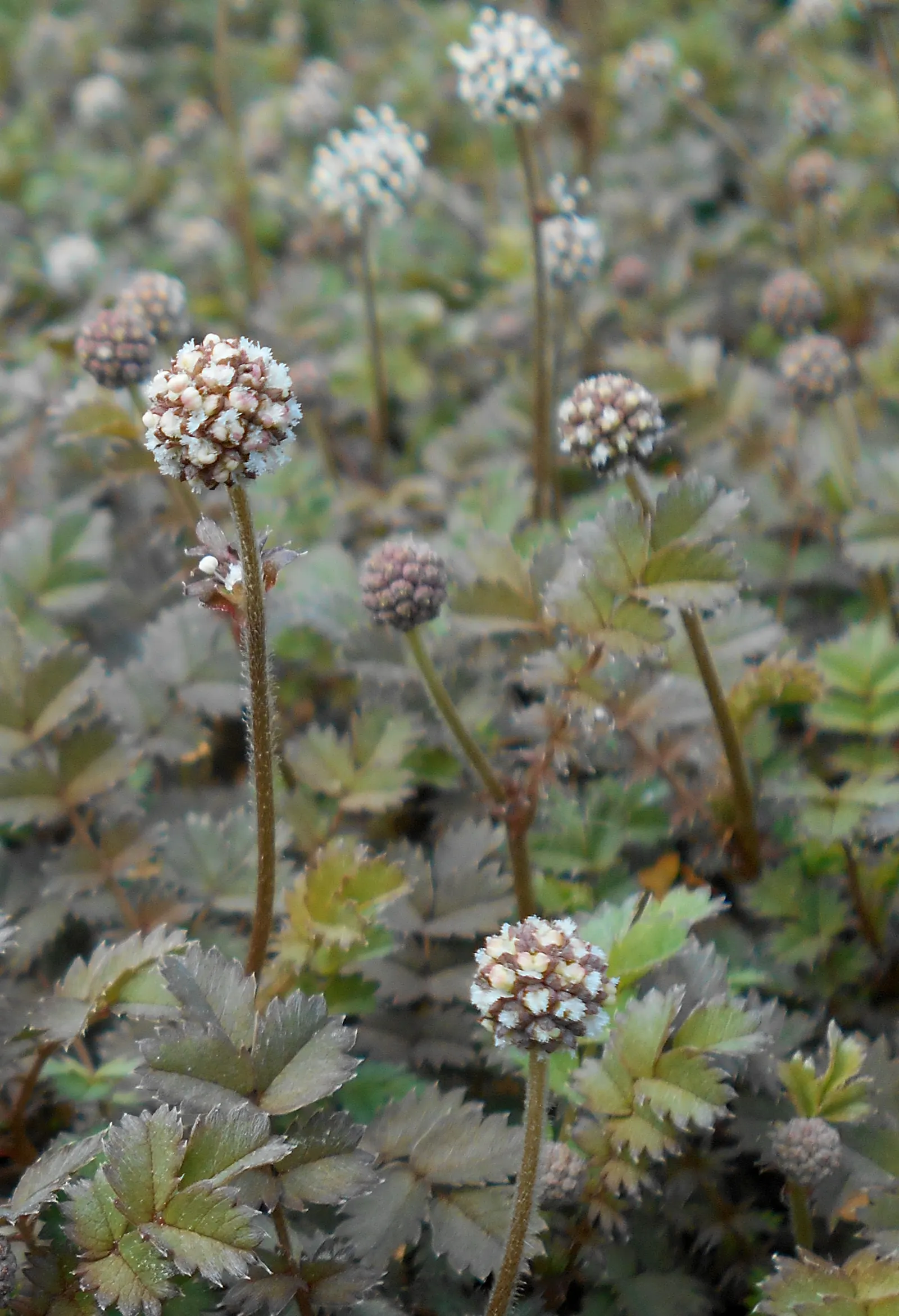 New Zealand Burrs (Acaena Microphylla) — red flowers in the garden