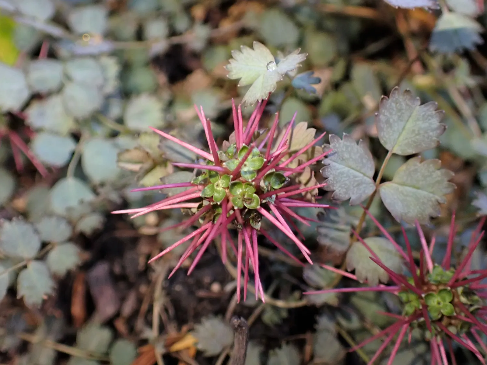 New Zealand Burrs (Acaena Microphylla) — spreading up to 18 inches