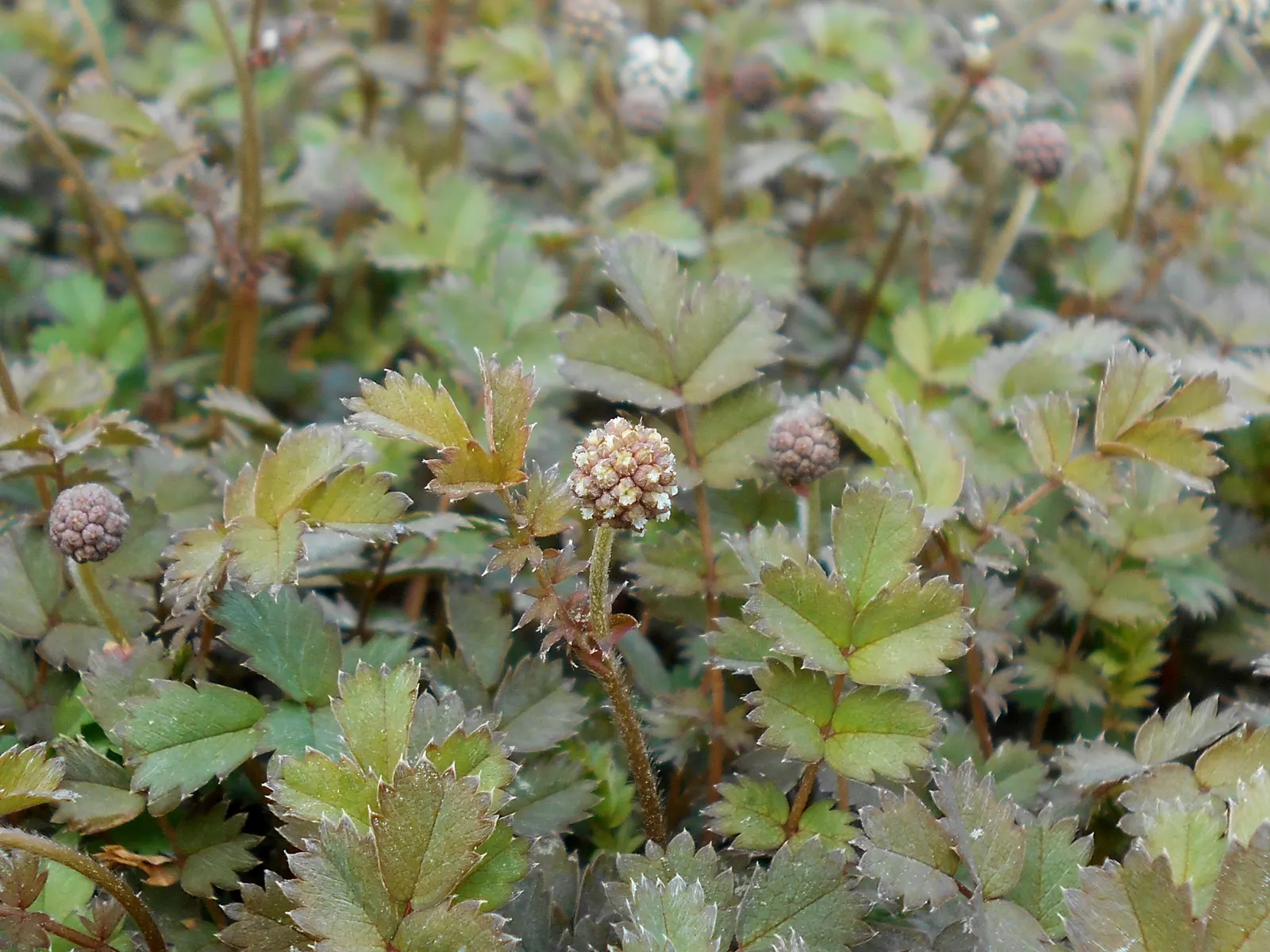 New Zealand Burrs (Acaena Microphylla) — Maintenance is minimal, making it ideal for borders or rock gardens; with leaves spanning roughly 2-4 inches, it