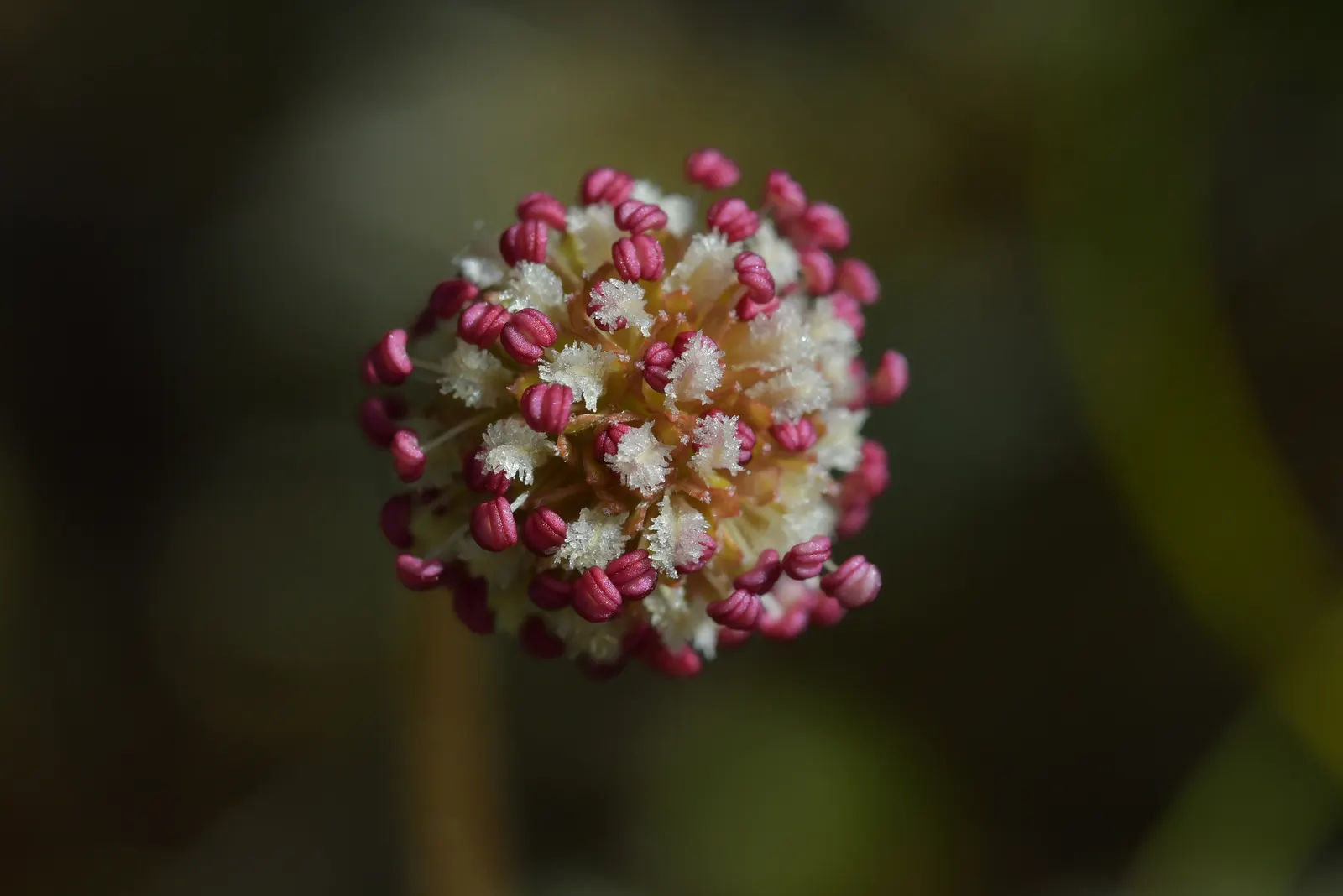 New Zealand Burrs (Acaena Microphylla) — Additionally, it's relatively low maintenance, although occasional trimming may encourage a tidier appearance
