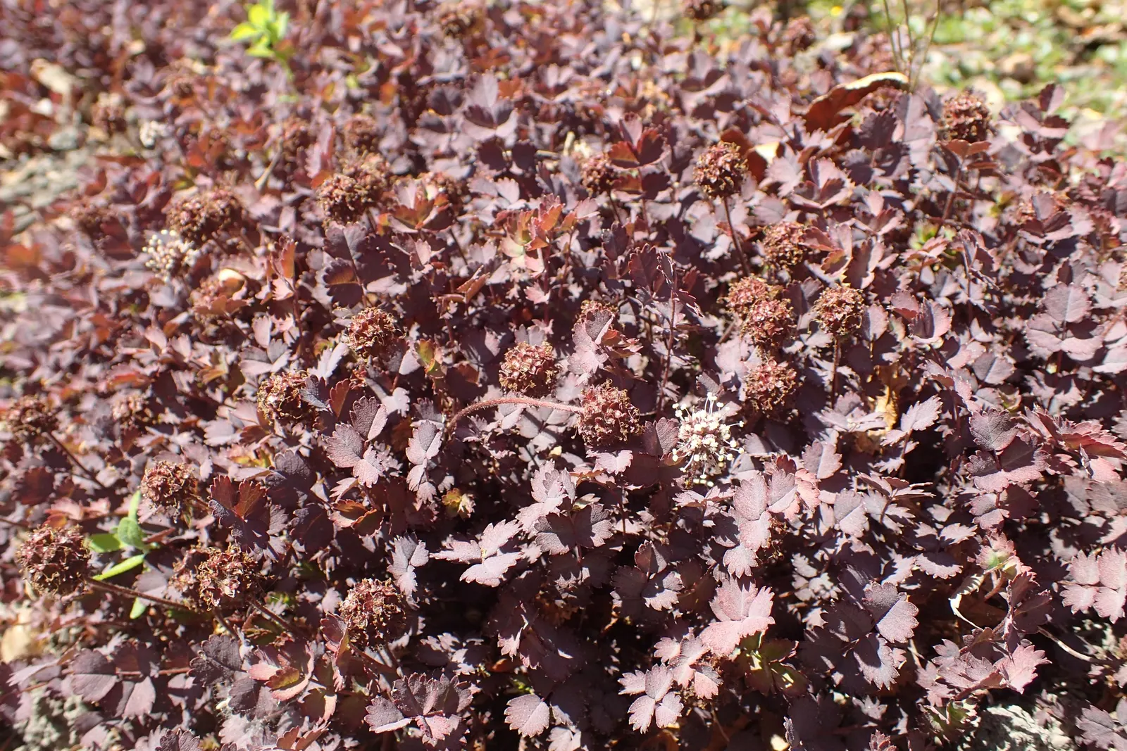 New Zealand Burrs (Acaena Microphylla) — is a distinctive choice for adding texture and a dash of color to garden designs; commonly called New Zealand Burrs