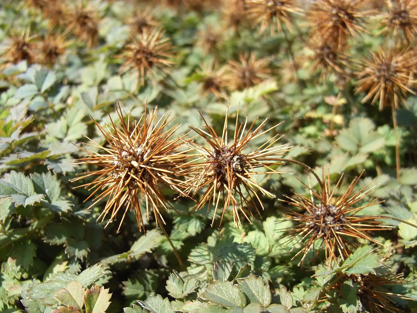 New Zealand Burrs (Acaena Microphylla) — Tiny, coppery burrs appear in summer, adding texture
