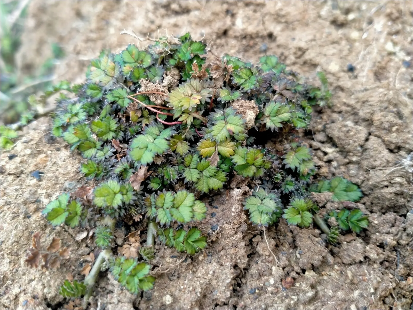 New Zealand Burrs (Acaena Microphylla) — practical element within your landscape