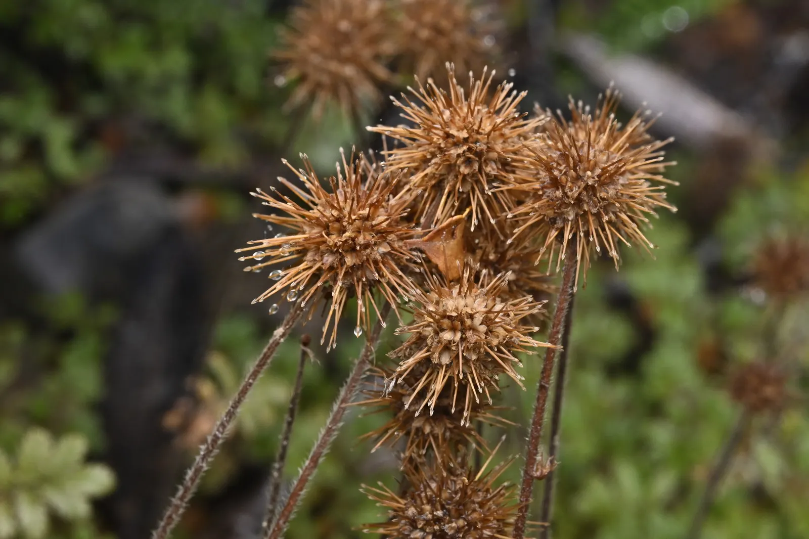 New Zealand Burrs (Acaena Microphylla) — Tiny, coppery burrs appear in summer, adding texture; new Zealand Burrs can serve as an appealing