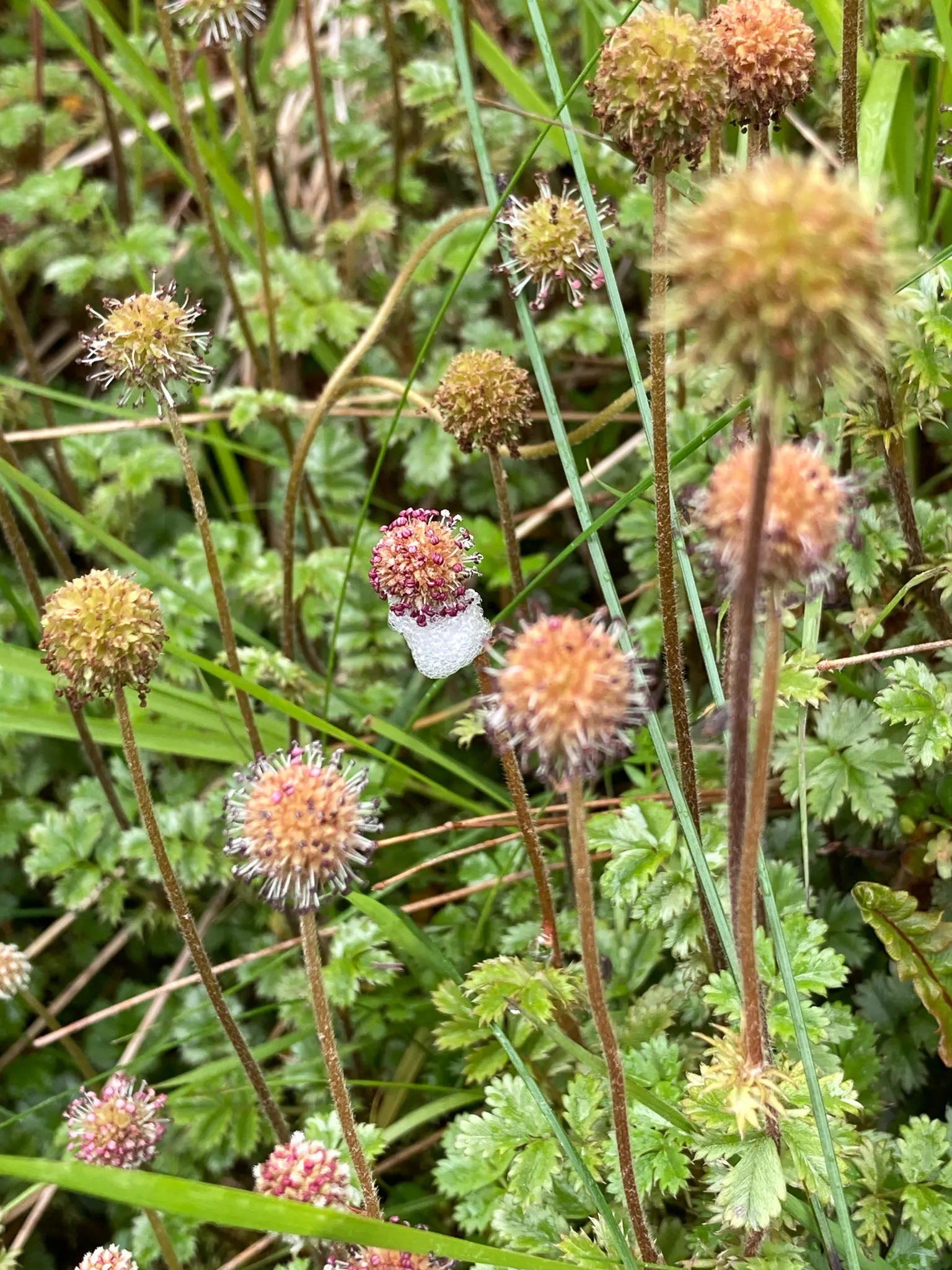 New Zealand Burrs (Acaena Microphylla) — ground cover with red blooms