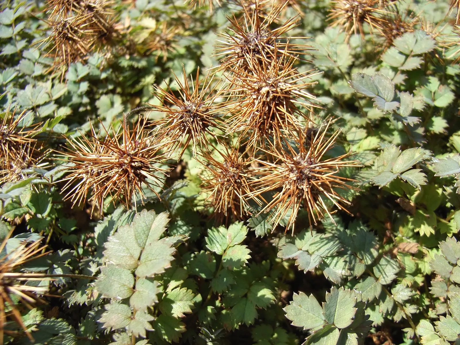 New Zealand Burrs (Acaena Microphylla) — It is slightly drought tolerant; spreading up to 18 inches