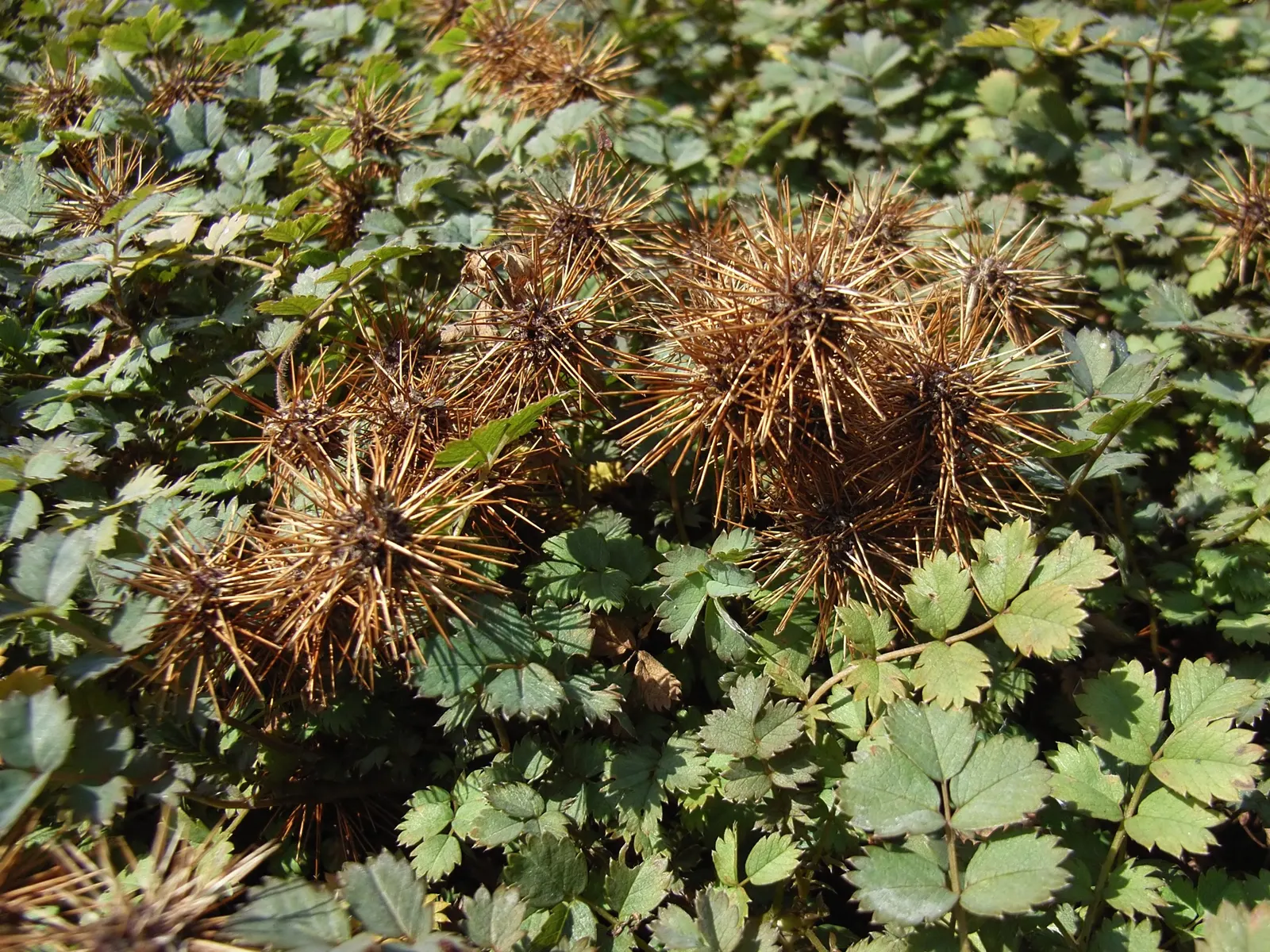 New Zealand Burrs (Acaena Microphylla) — ground cover for full