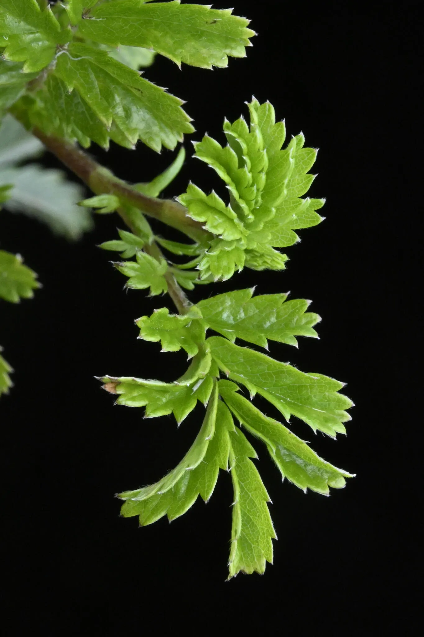 New Zealand Burrs (Acaena Microphylla) — commonly called New Zealand Burrs
