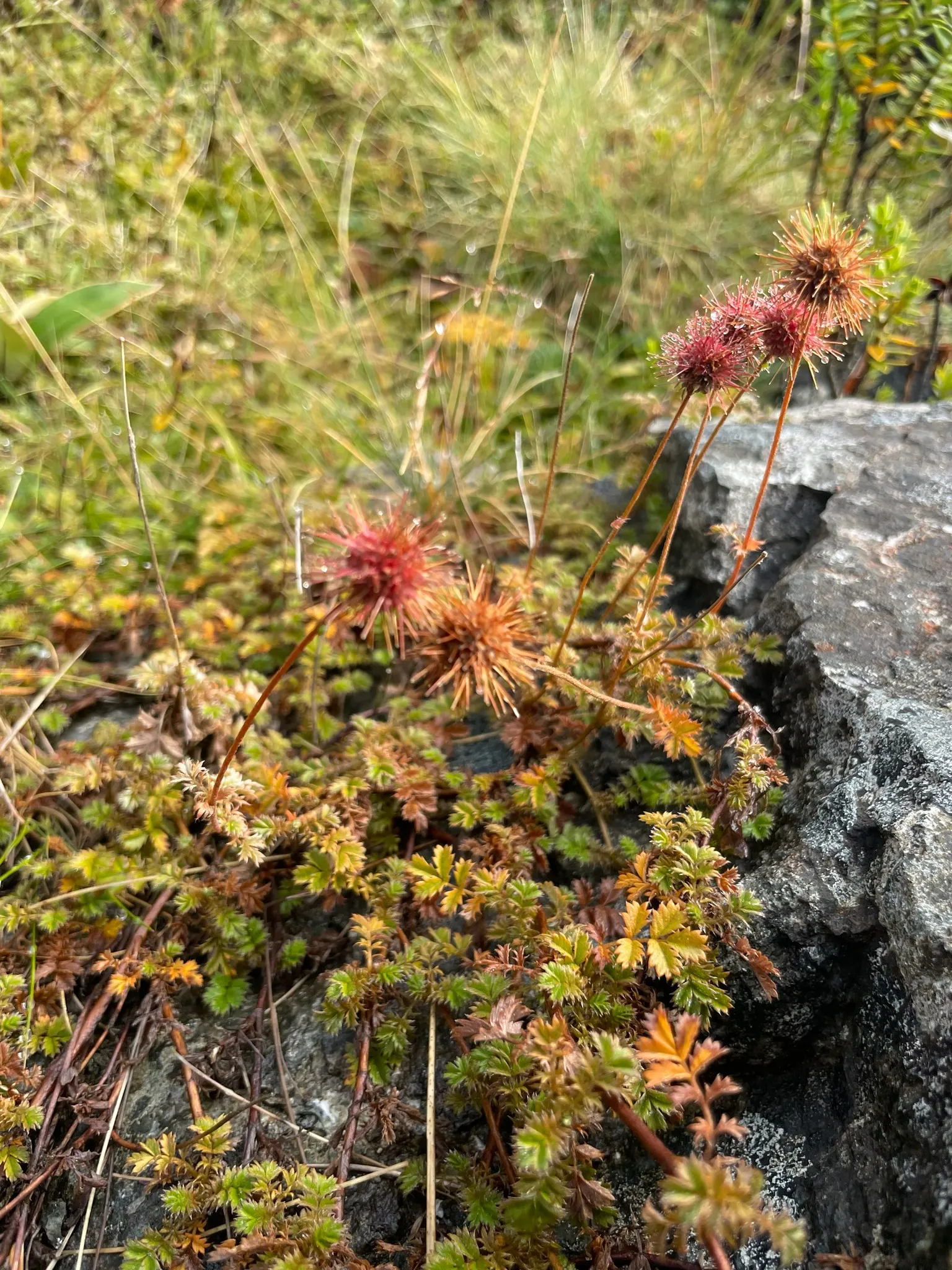 New Zealand Burrs (Acaena Microphylla) — A standout ground cover in the world of landscaping; commonly referred to as New Zealand Burrs or Bidibid