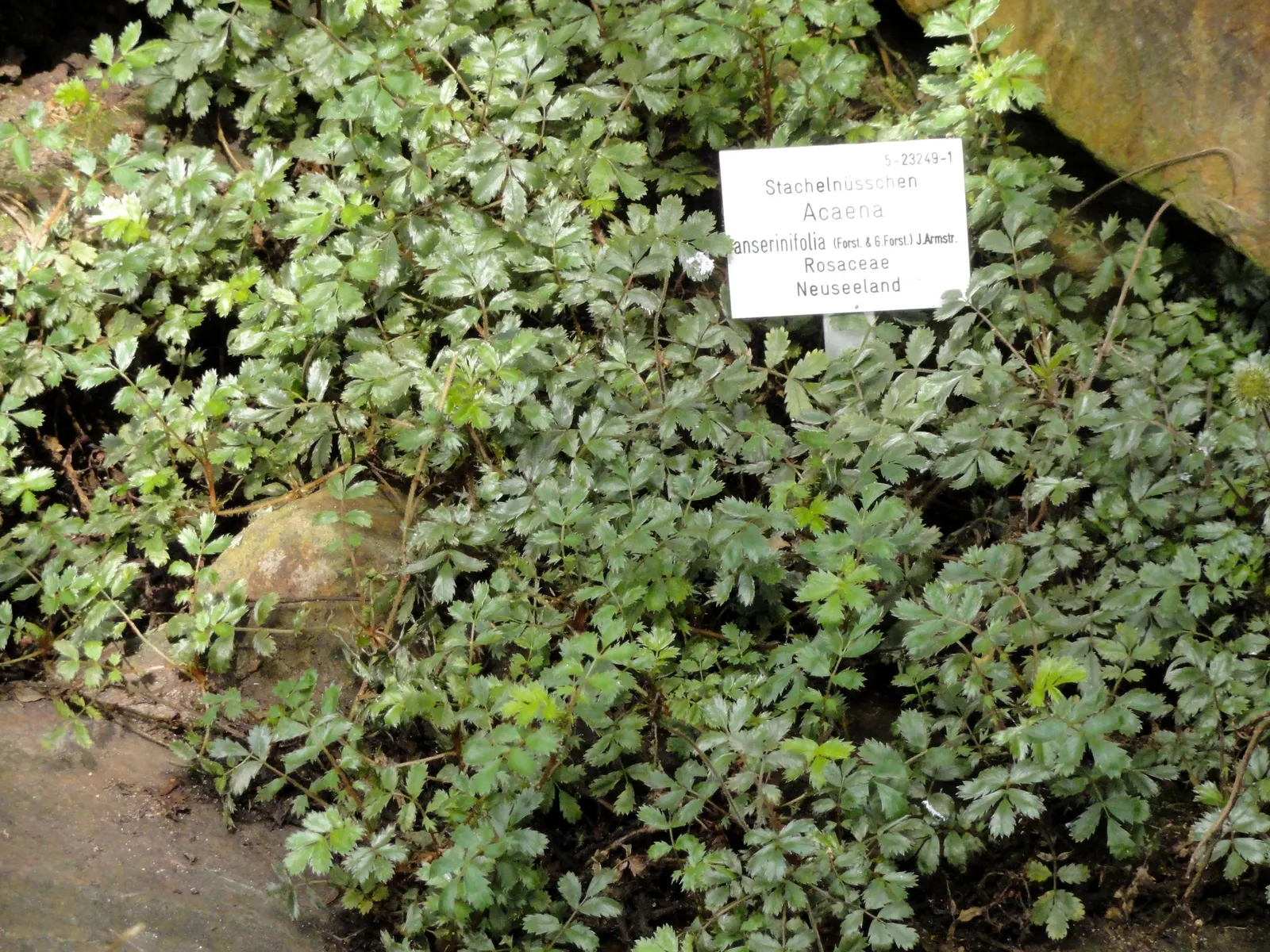 New Zealand Burrs (Acaena Microphylla) — commonly referred to as New Zealand Burrs or Bidibid; additionally, it's relatively low maintenance, although