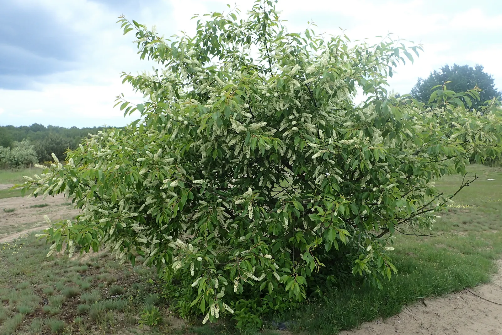 Black Cherry (Prunus Serotina) — esteemed for its ornamental beauty and beneficial ecological attributes; prunus serotina is a classic choice for, image 105