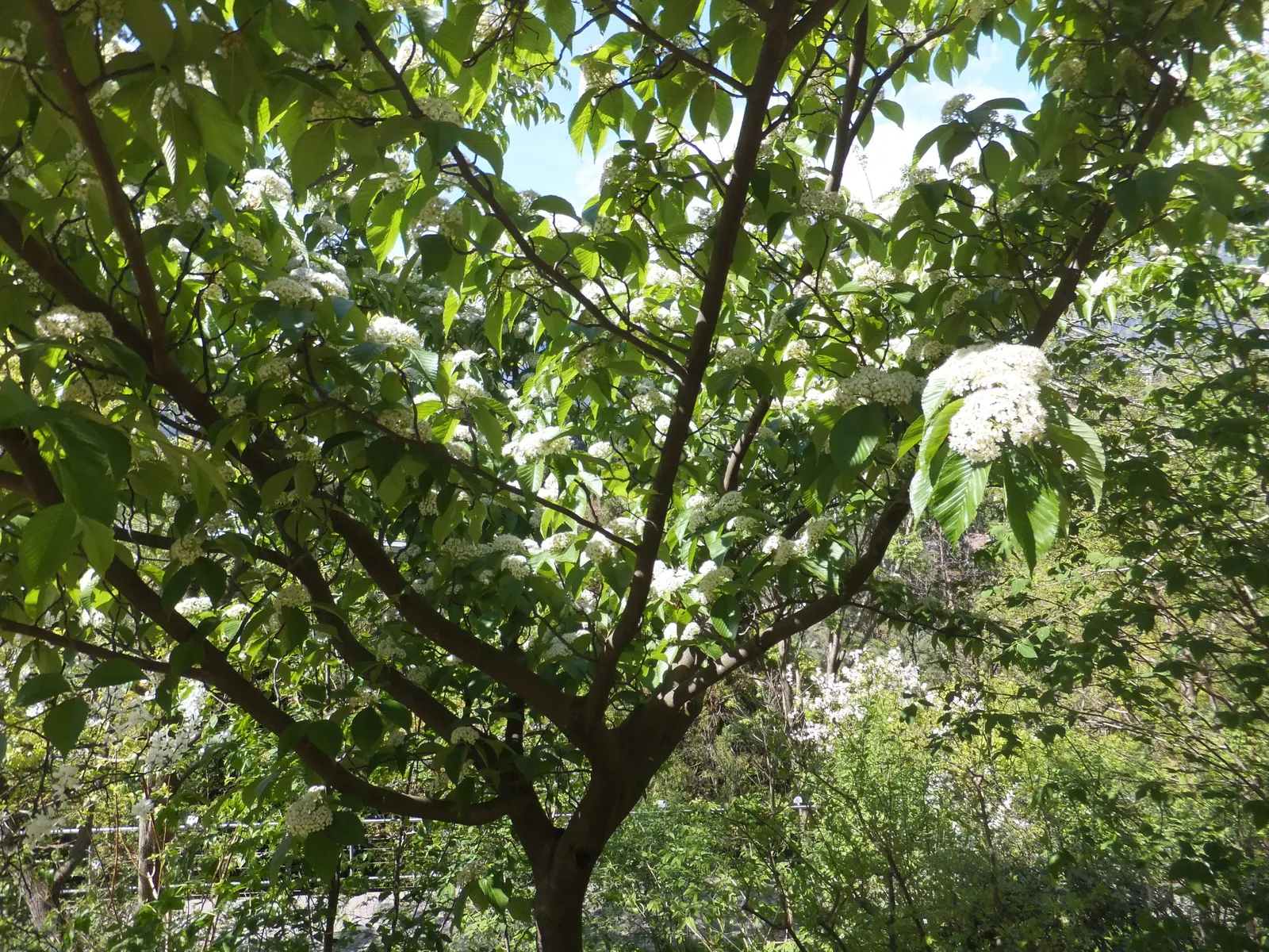 Black Cherry (Prunus Serotina) — spanning 2 to 5 inches in length; as a landscape architect assistant