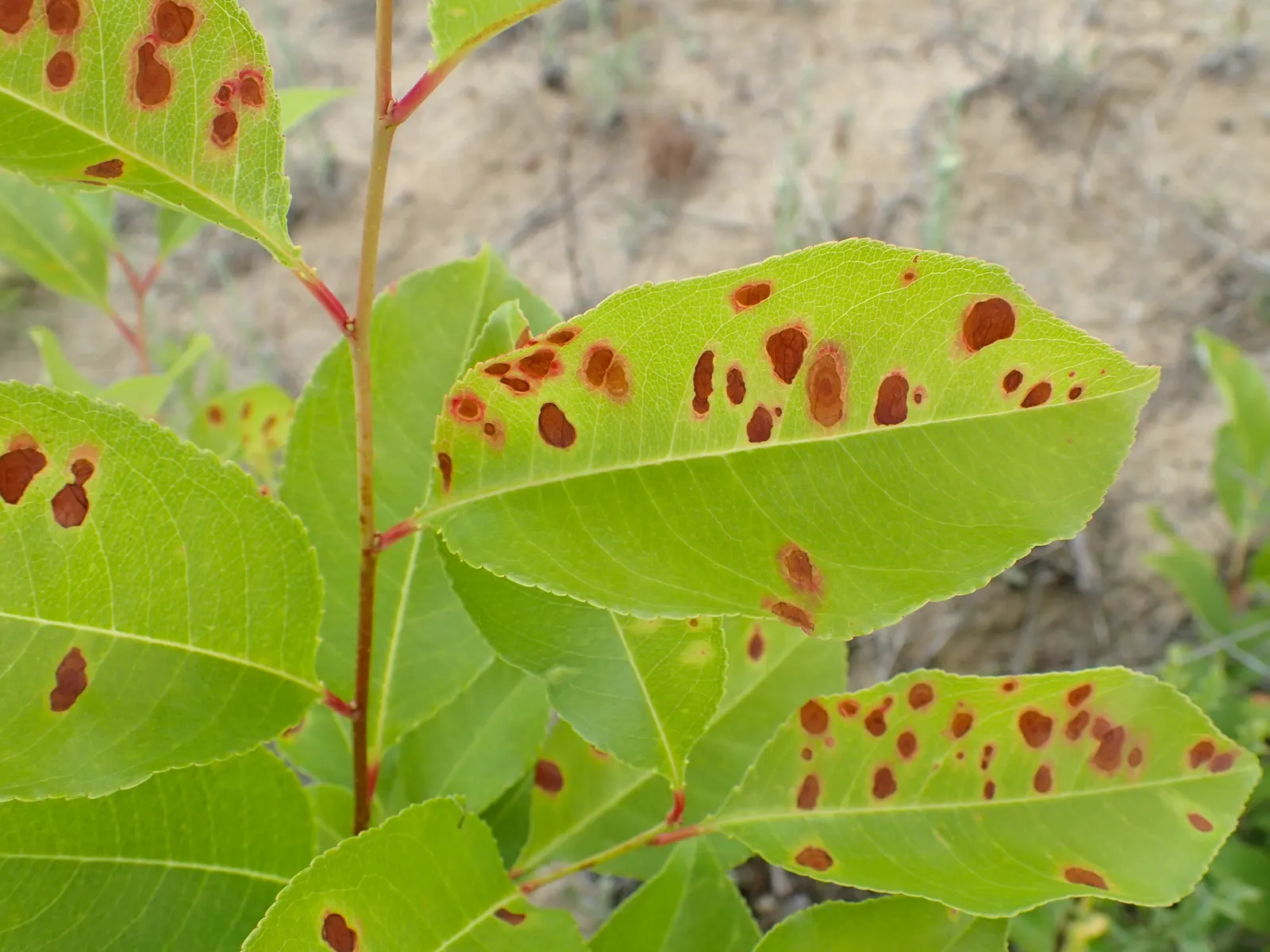 Black Cherry (Prunus Serotina) — spanning 2 to 5 inches in length; as a landscape architect assistant, image 77