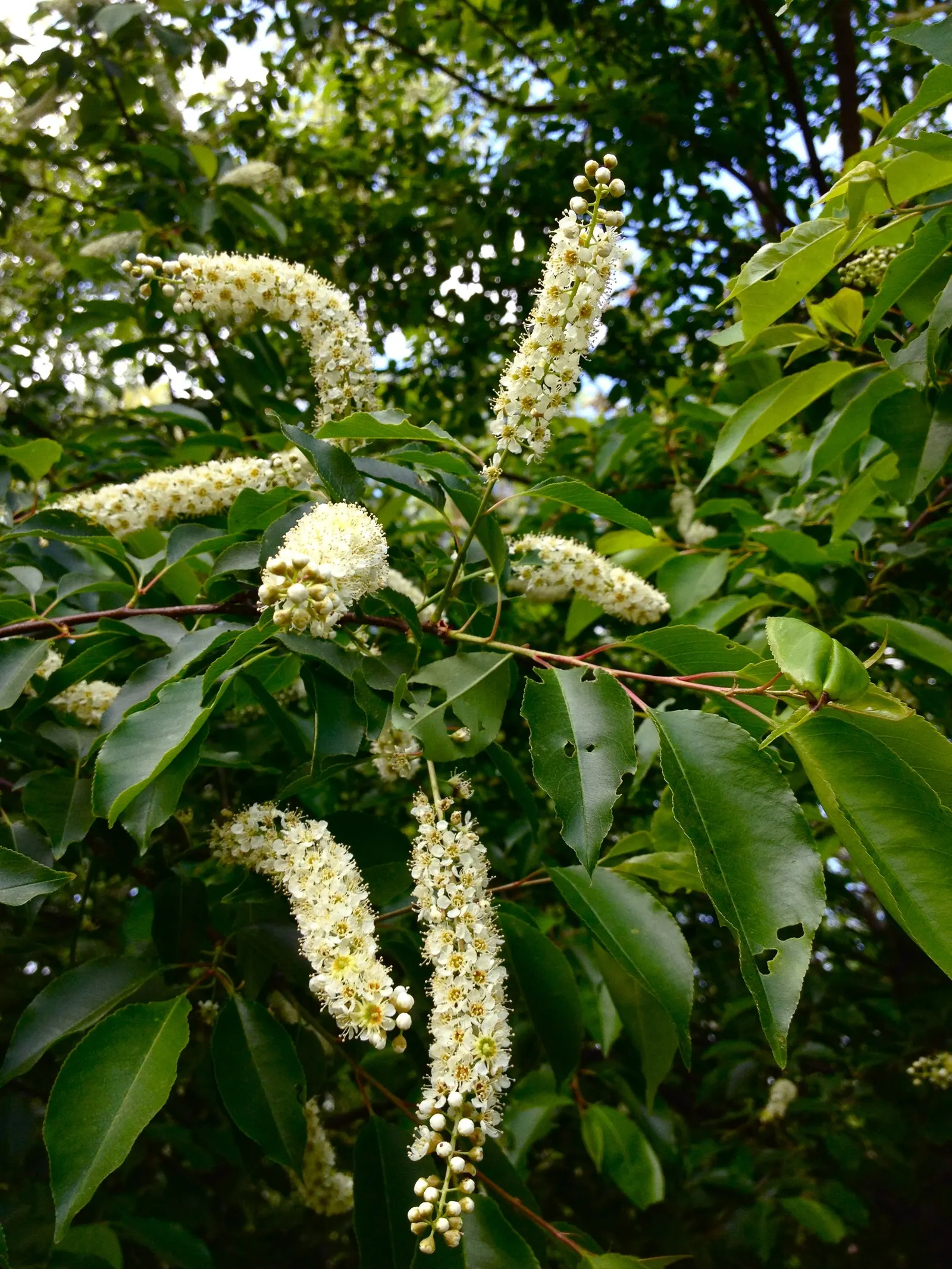 Black Cherry (Prunus Serotina) — pink and white flowers in the garden