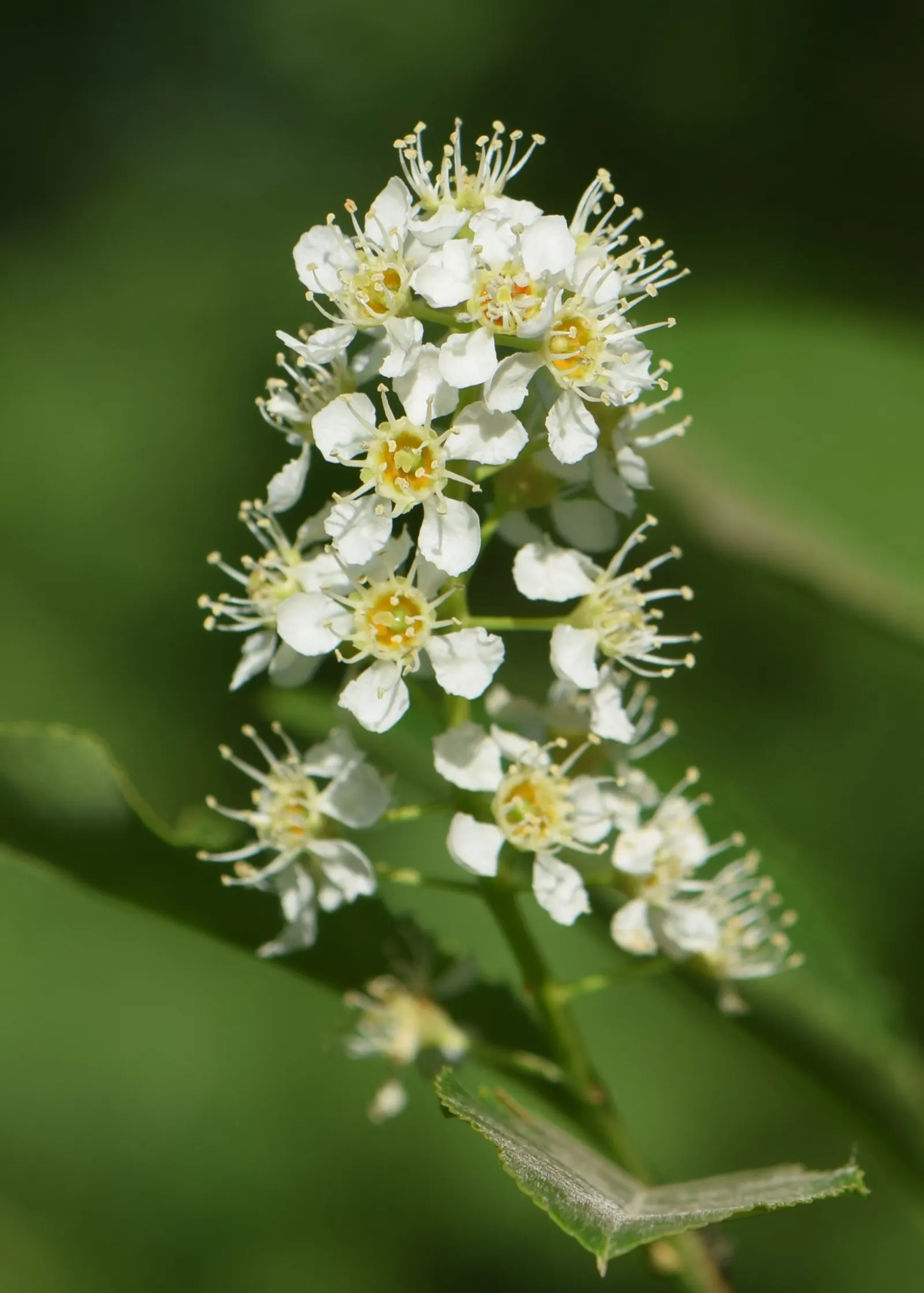 Black Cherry (Prunus Serotina) — Fall foliage is a striking yellow to red; tree for full