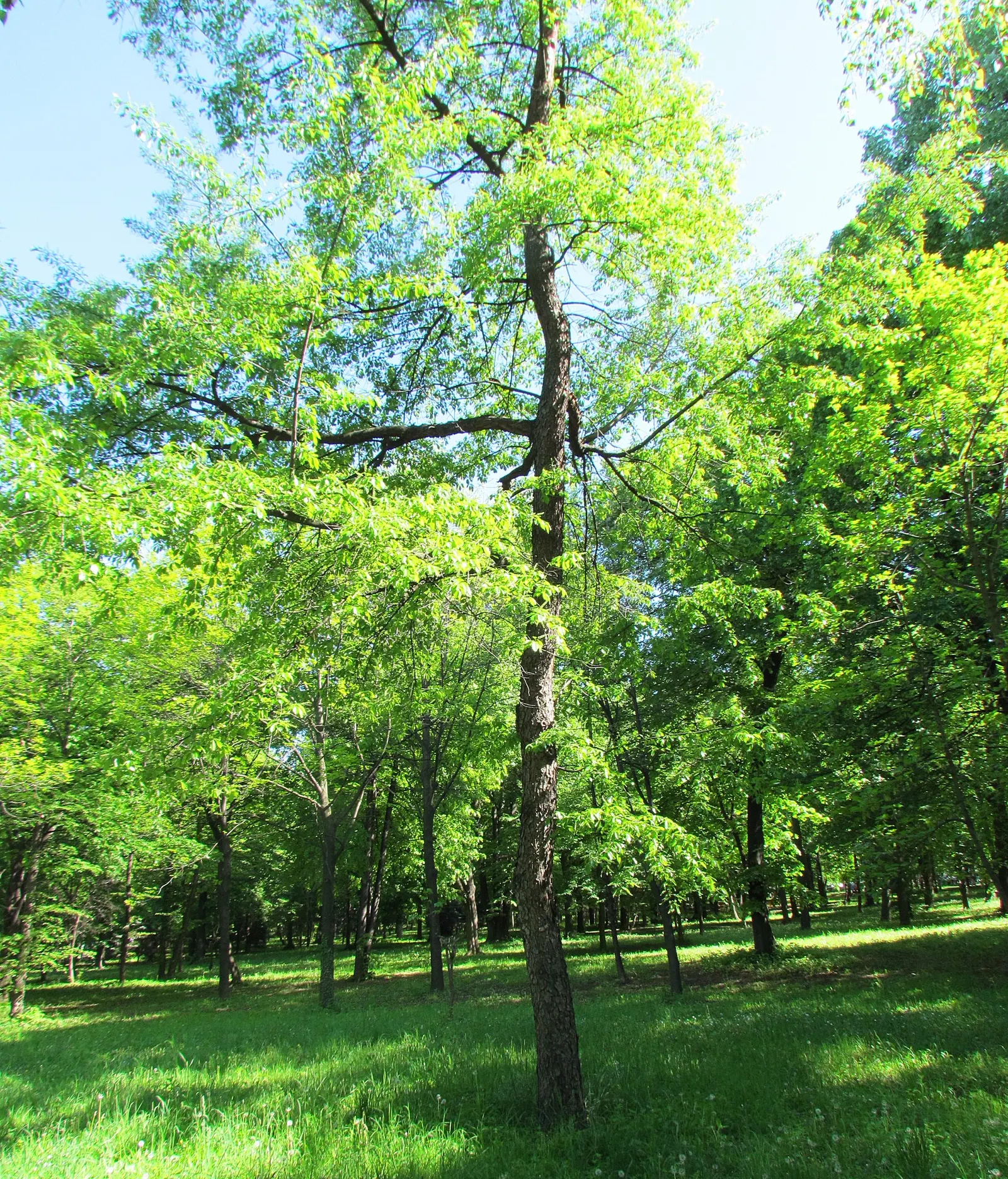 Black Cherry (Prunus Serotina) — These cherries harbor seeds that serve as a valuable food source for birds and wildlife; reaching up to 50-80 feet tall with a