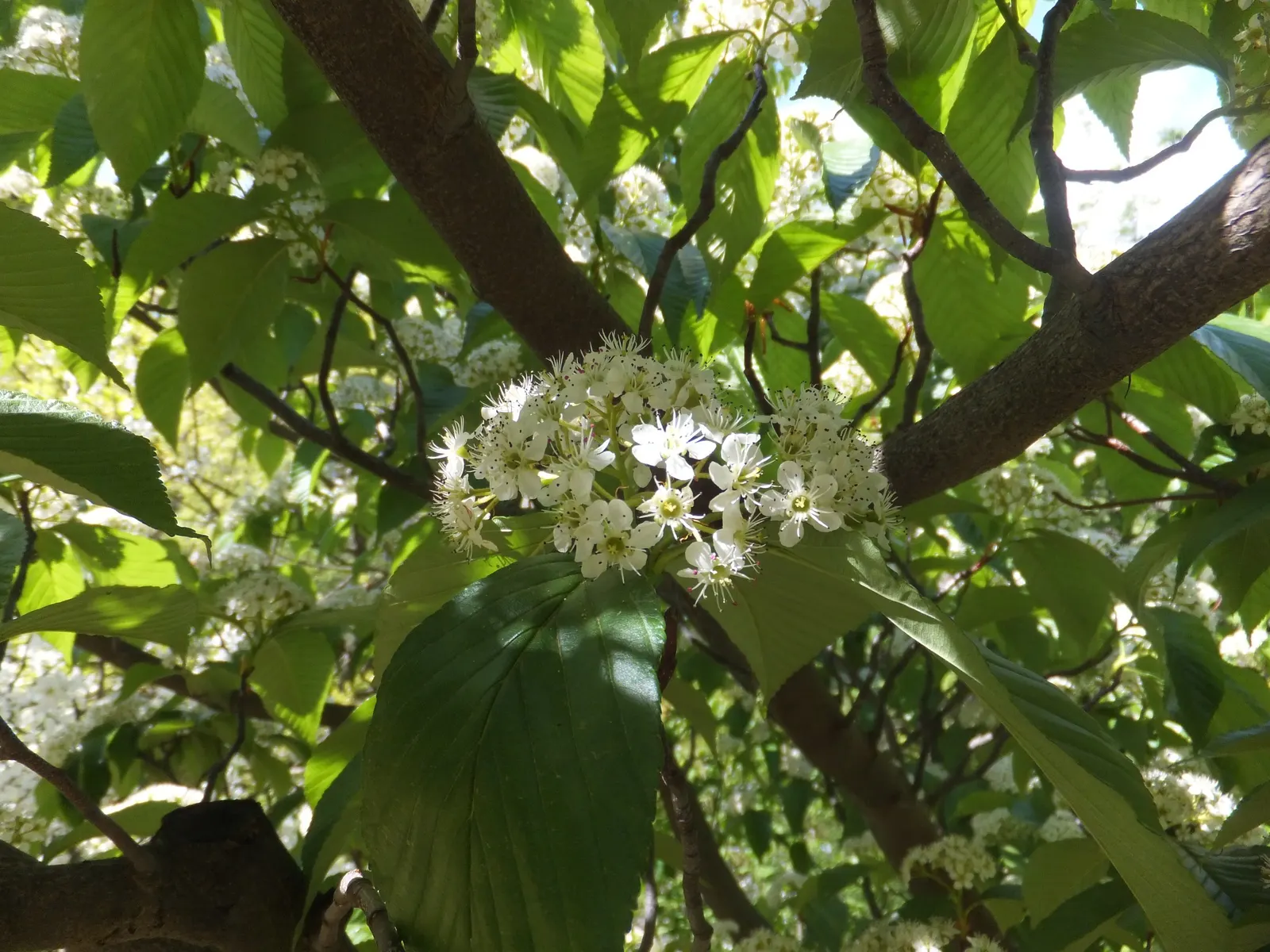 Black Cherry (Prunus Serotina) — is a versatile and elegant tree; the Black Cherry prefers full sun to partial shade and adapts well to a range of soil types