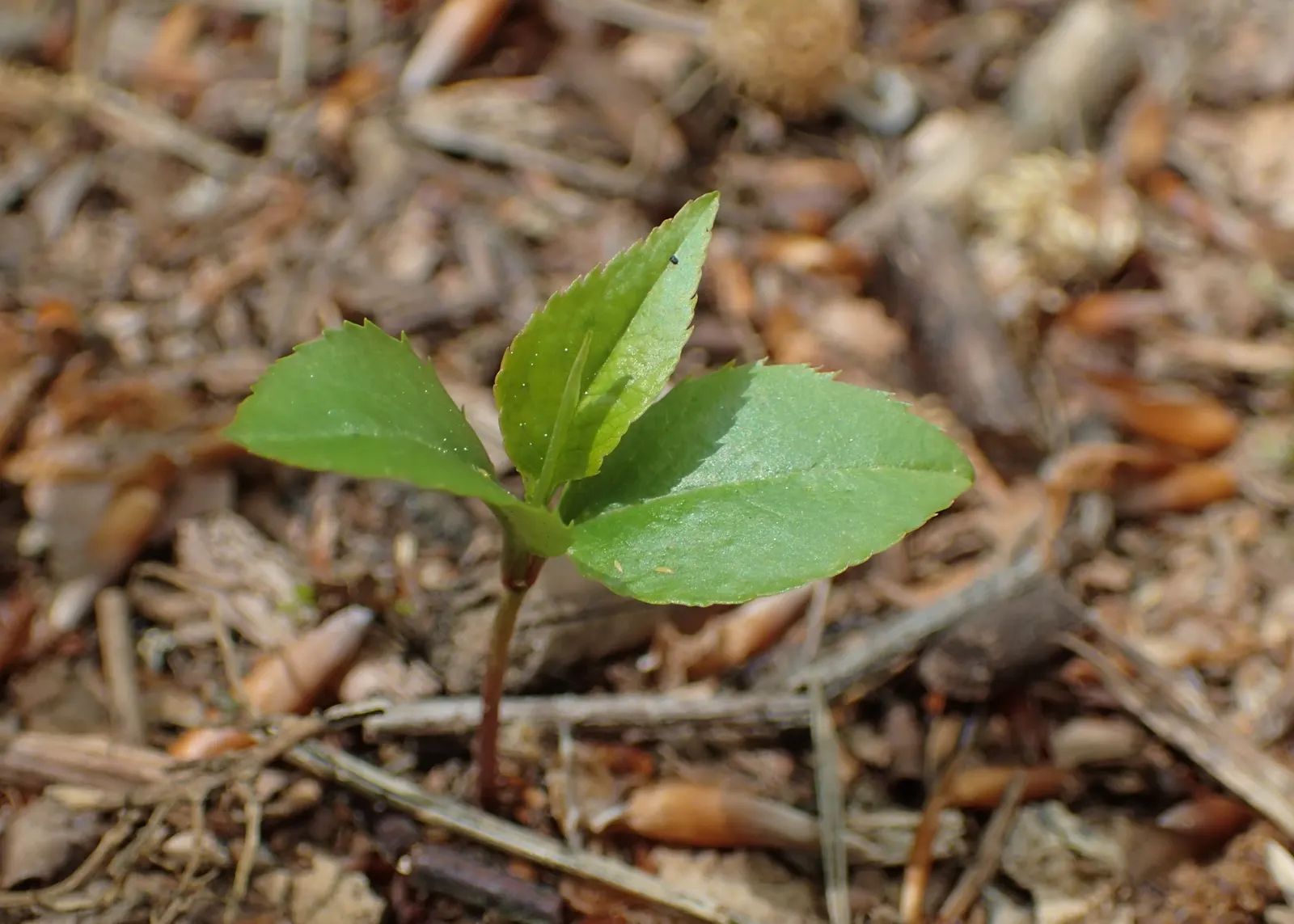 Black Cherry (Prunus Serotina) — reaching up to 50-80 feet tall with a spread of 35-50 feet