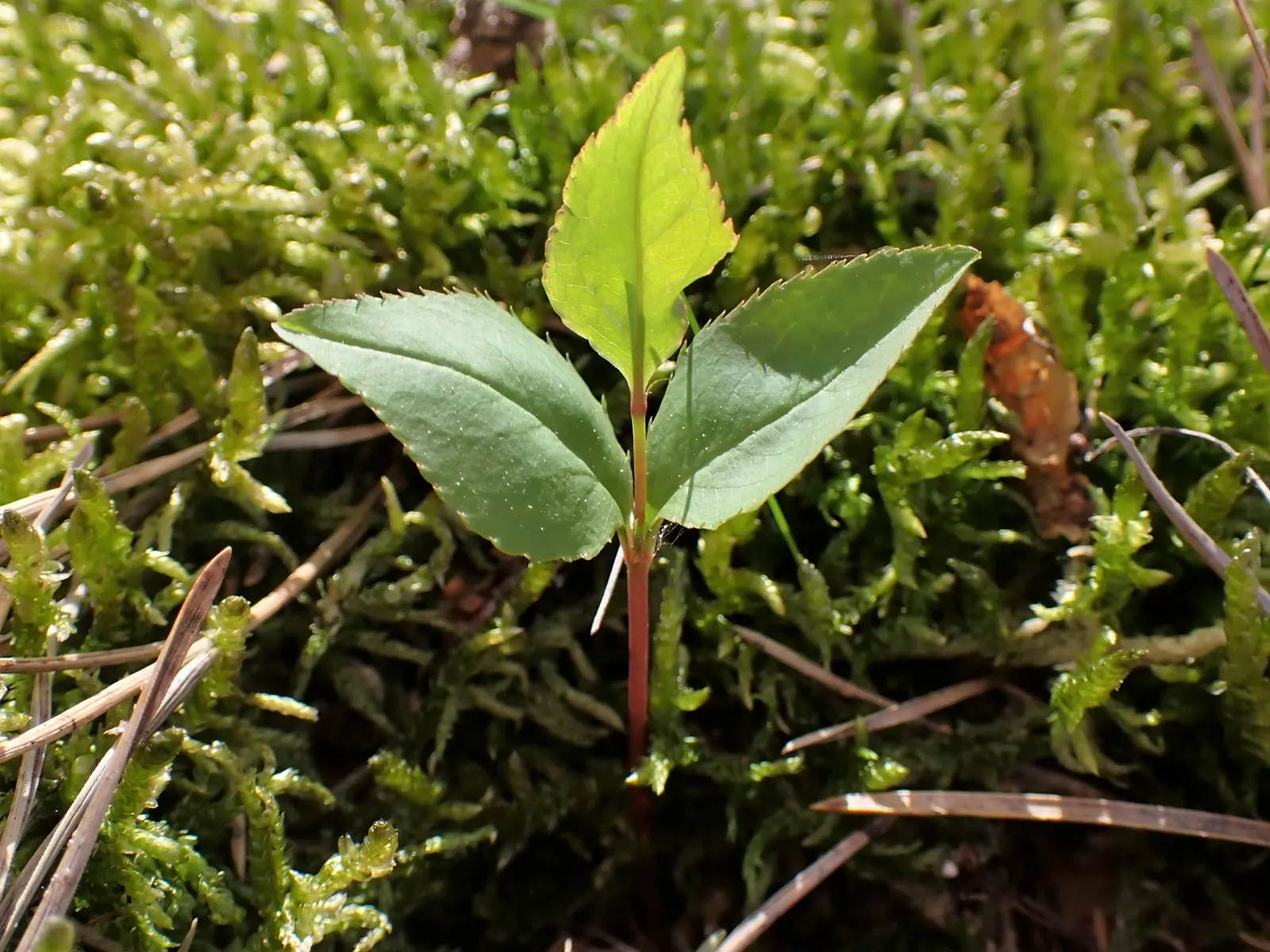Black Cherry (Prunus Serotina) — though it thrives in moist; well-drained soil with a mildly acidic to neutral pH