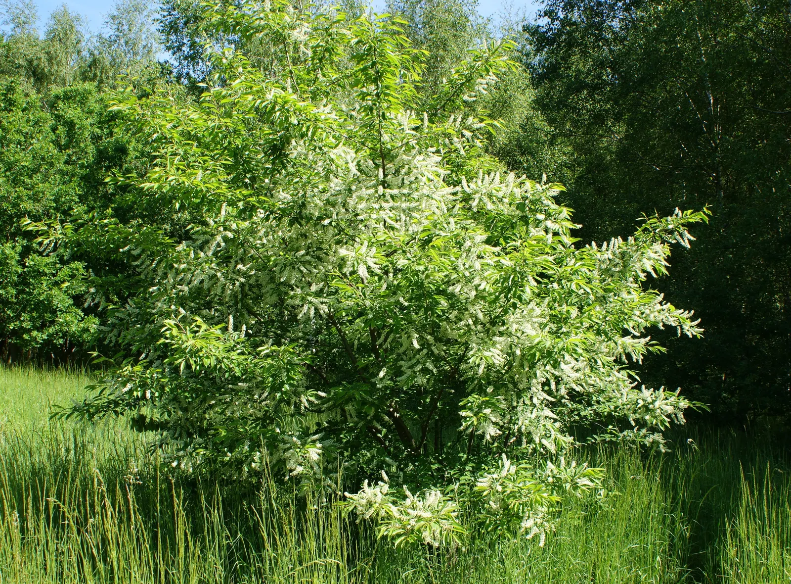Black Cherry (Prunus Serotina) — Standing tall at a mature height between 50 to 80 feet with a spread of 20 to 30 feet; its fragrant white flowers bloom in